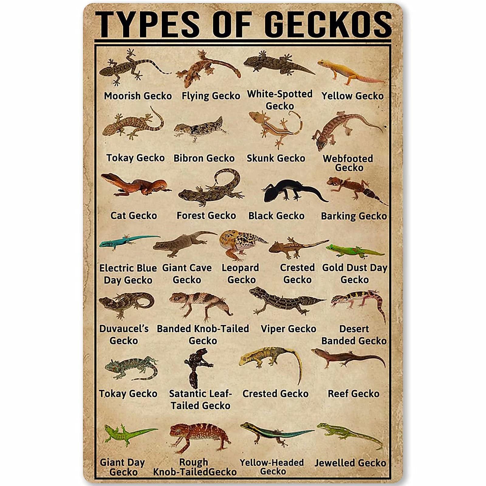 rayprint Types Of Geckos Metal Signs Retro Farm Decor Gecko Knowledge Posters Club Room Wall Decor Printed Plaque 12x16 Inches