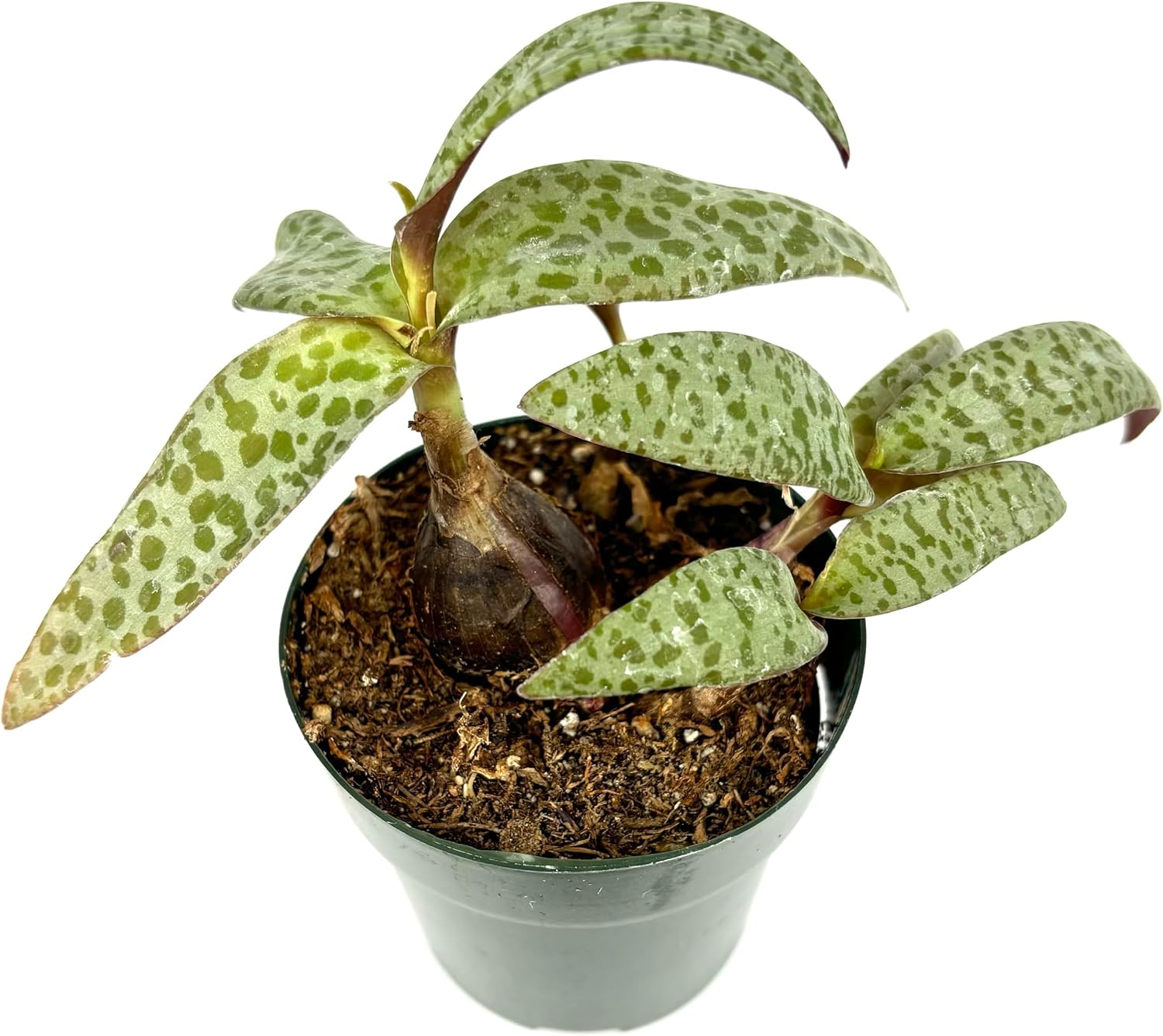 amazon-leopard-lily-ledebouria-socialis-easy-care-houseplant-2-5