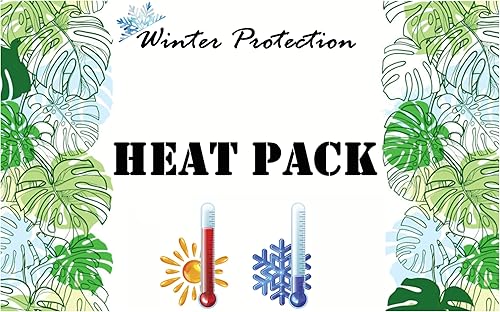 Miniatura 9 de Hoya Bella Lanceolata Maceta de 4 pulgadas para vivero, plantas tropicales exóticas vivas y raras, plantas de interior fáciles de cultivar, regalo