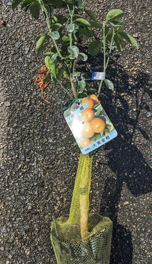 大実金柑苗木♪ レモンの横に ? ?^?-?^? ?^???^?*? ?