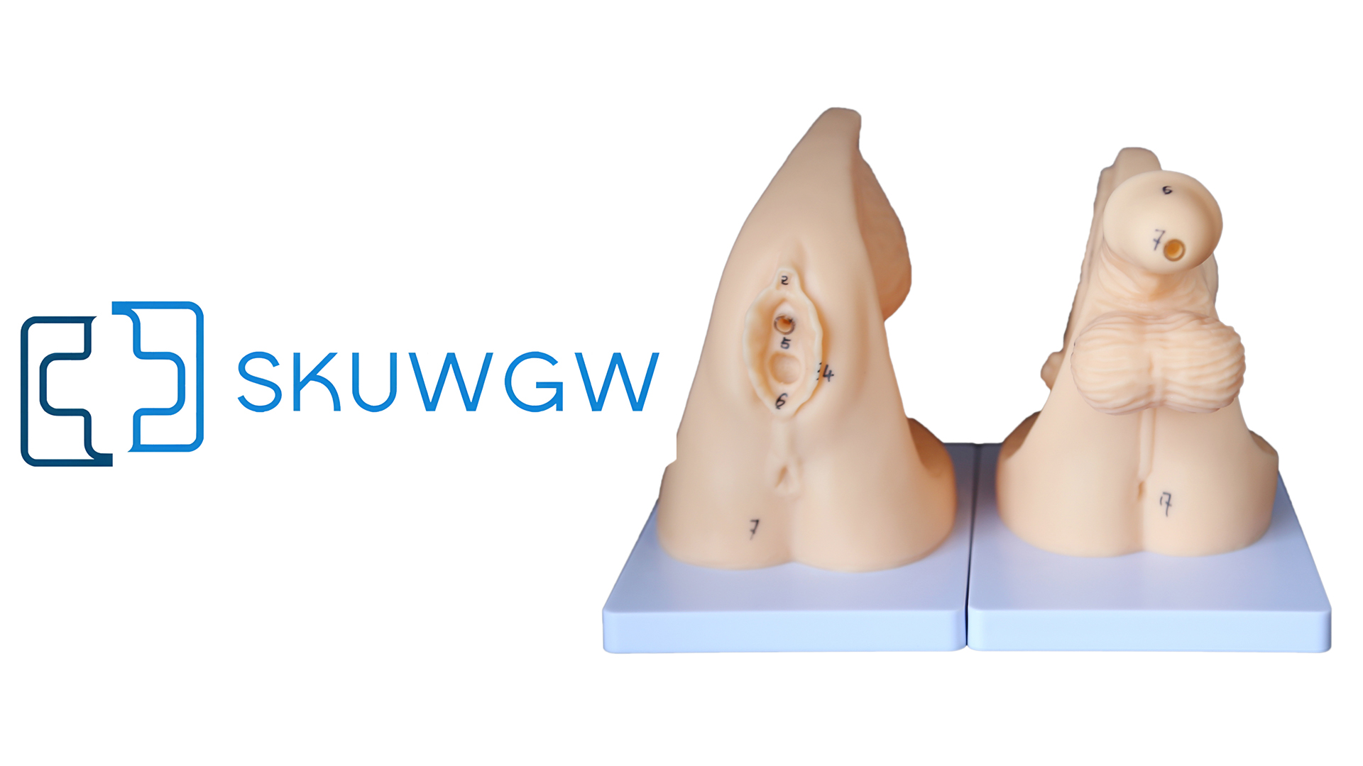 Image of Catheter Training Model Set, Male and Female Urinary Anatomy Models with Digital Markings, PVC Teaching Models for Nursing Education and Skills Practice