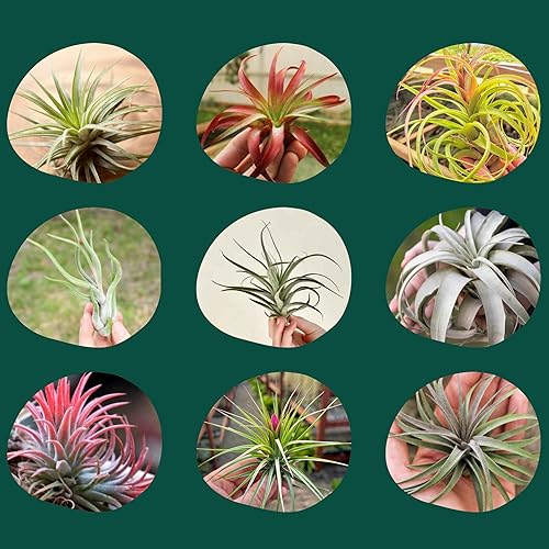 Miniatura 4 de Cute Farms Tillandsia - Fertilizante para plantas de aire, fórmula suave de uso semanal, nutrientes formulados para plantas de aire (botella de