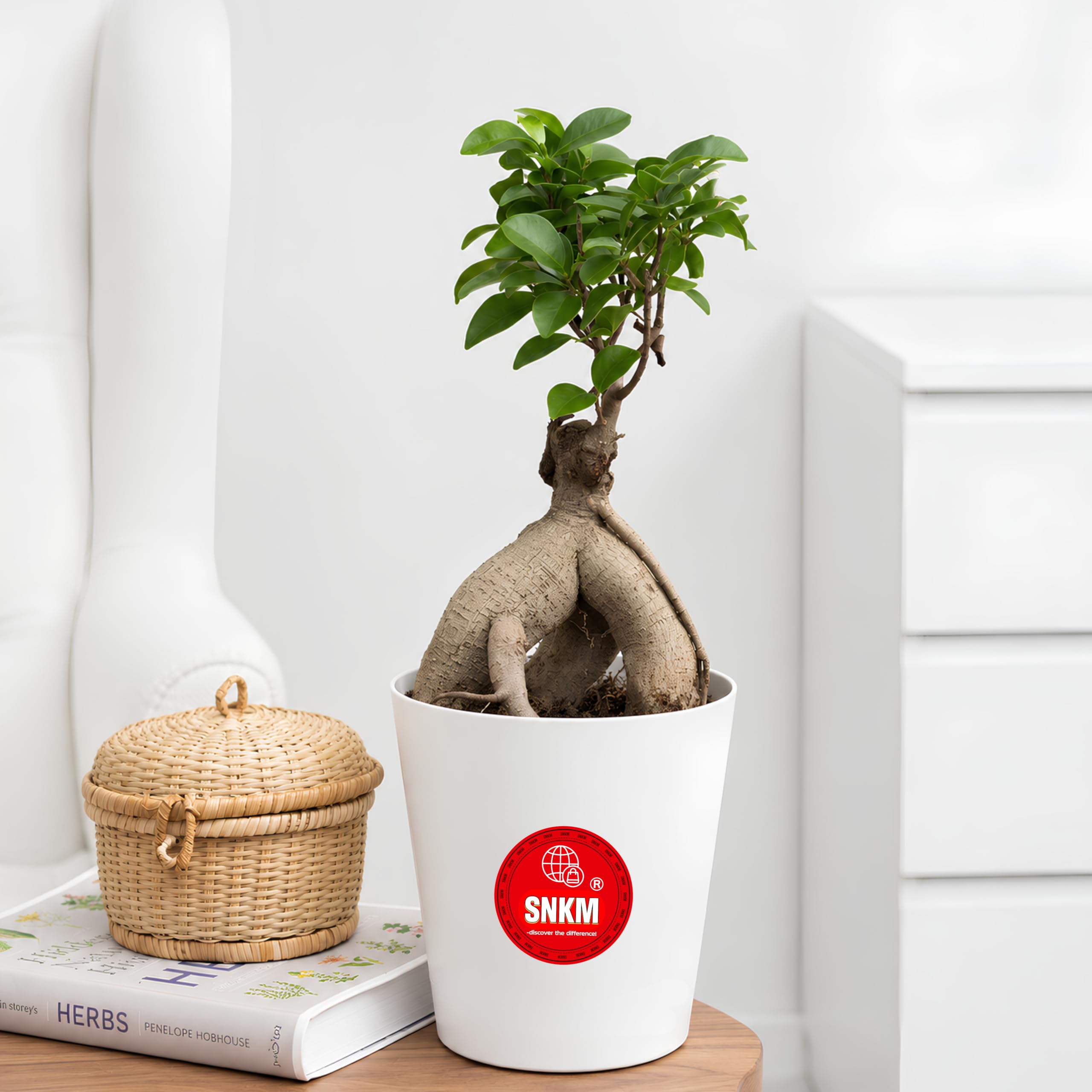 SNKM® - Ficus Bonsai Live Indoor Plant | With Plastic Pot | Air Purifier & Low Maintenance | For Gifting, Home Decor, Office Room, Living Room, Bedroom, Bathroom, Kitchen, Balcony | Small - Pack of 1-image-12