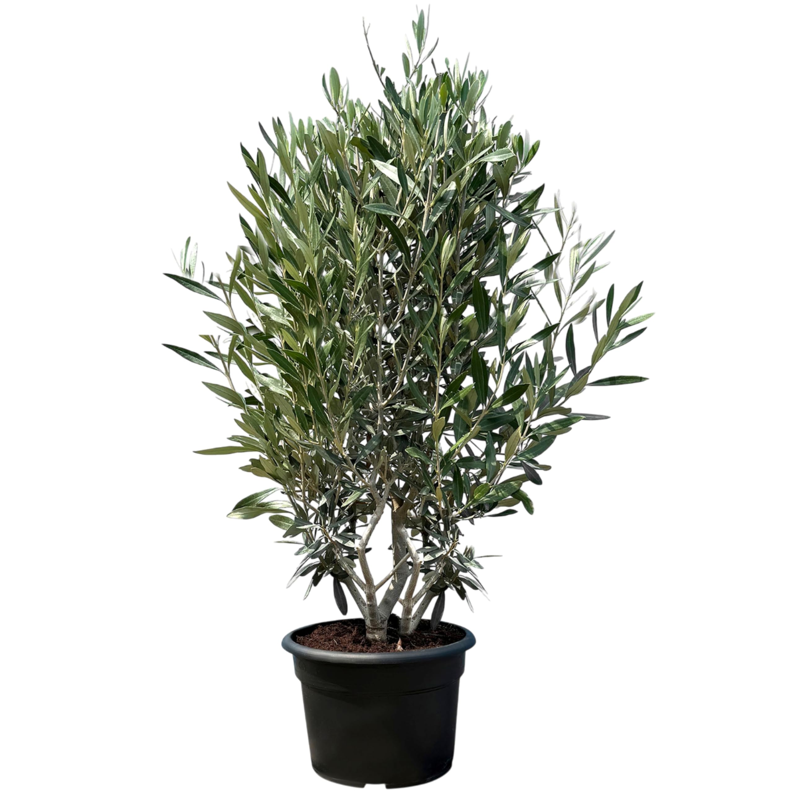 sansevieria parva white variegated Sansevieria Lavranos 1970 White Variegated main image 1