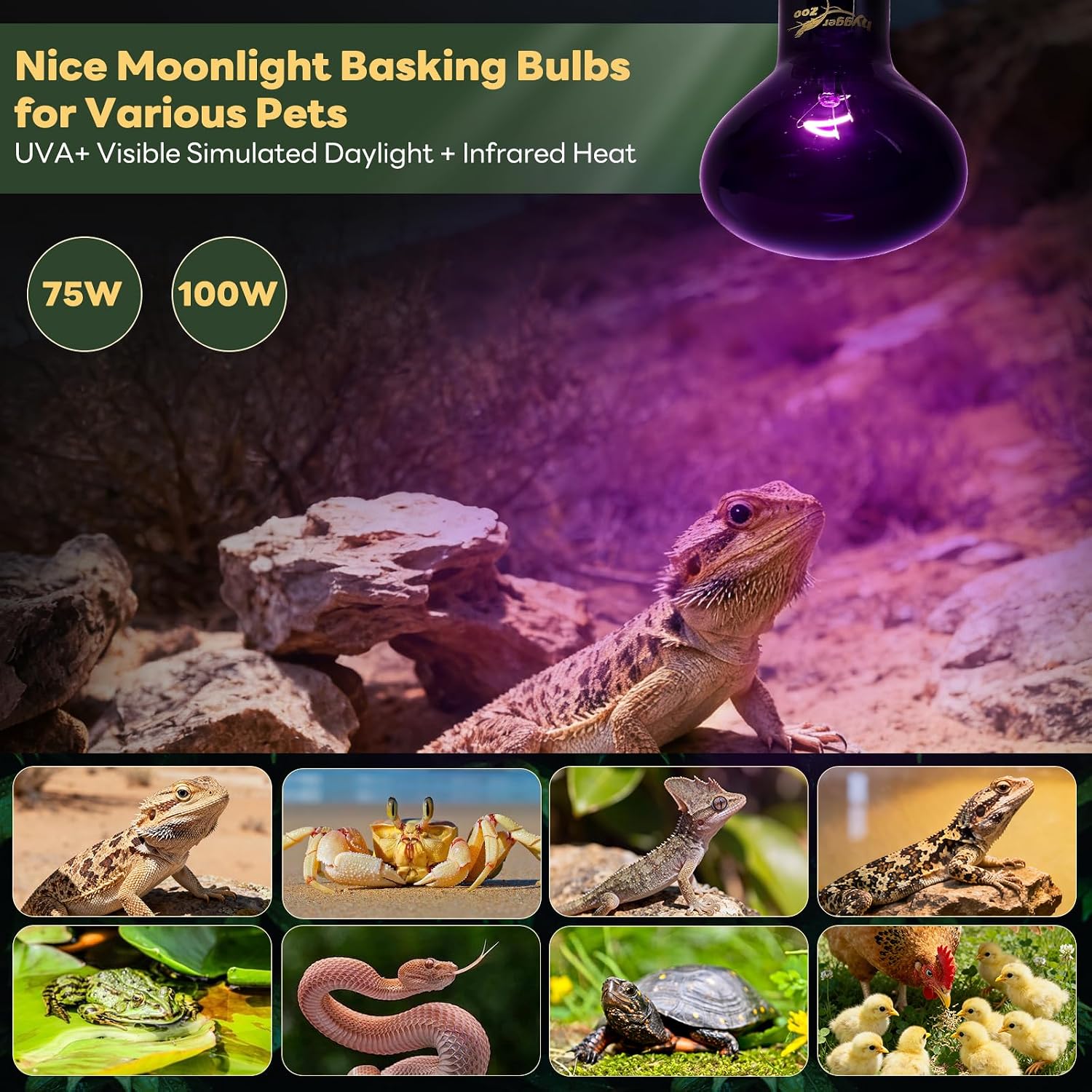 Reptile Heat Lamp, 2 Pack 100W Heat Lamp Bulbs Reptile Night Heat Bulb Basking Light for Bearded Dragon Chameleon Turtle Snake Gecko Lizard Chicken Tank Accessories, Purple