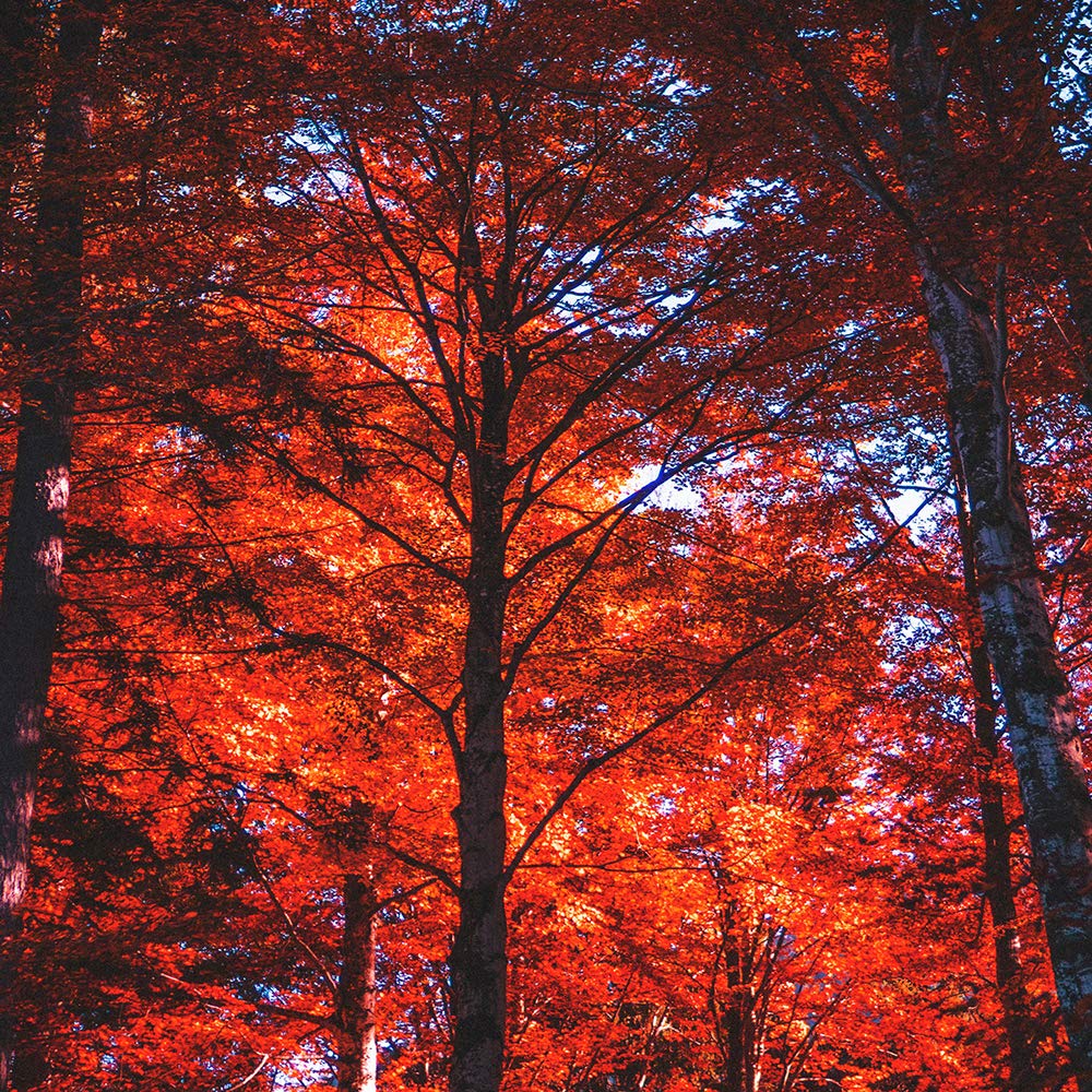 Wandbild Herbstblätter 80x120 Cm – Mehrteiliger Leinwanddruck, Großformat, Für Wohnzimmer & Büro, Inkl. Aufhängung