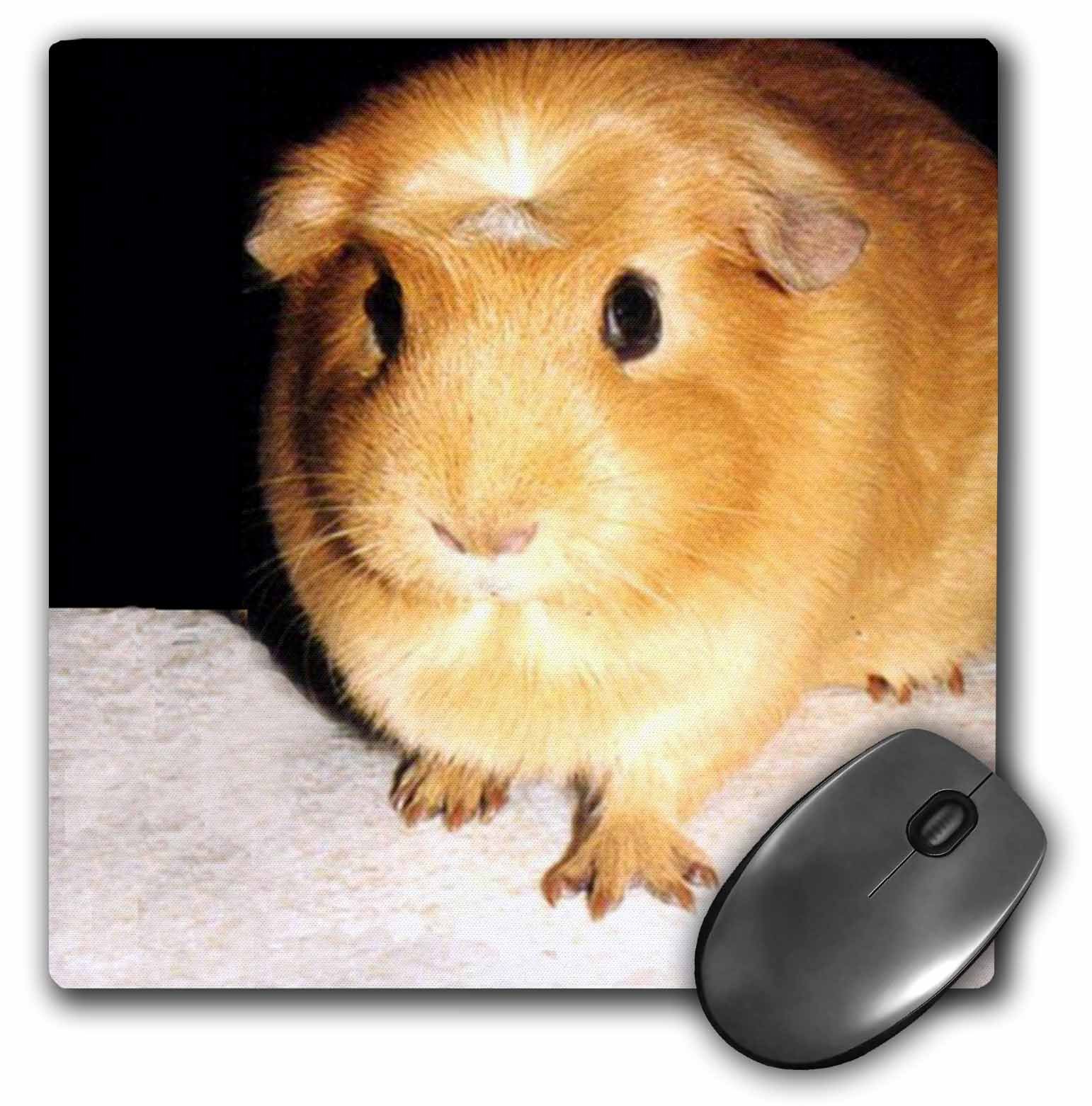 electronic guinea pig