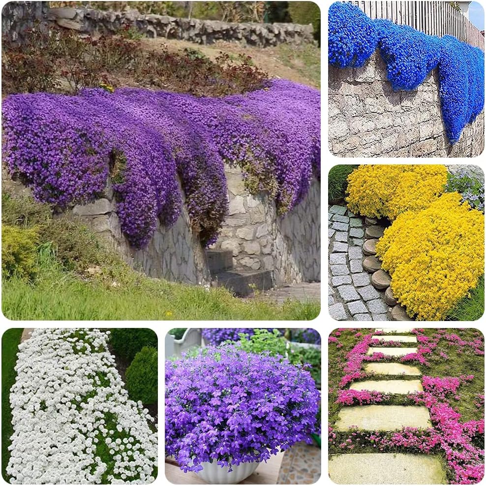3000+ Mix Creeping Thyme Seeds Ground Cover for Planting