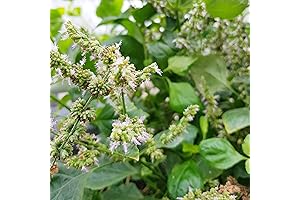 Pogostemon Cablin Seeds Patchouli Fragrant Perennial Herbaceous Plant, 5Pcs