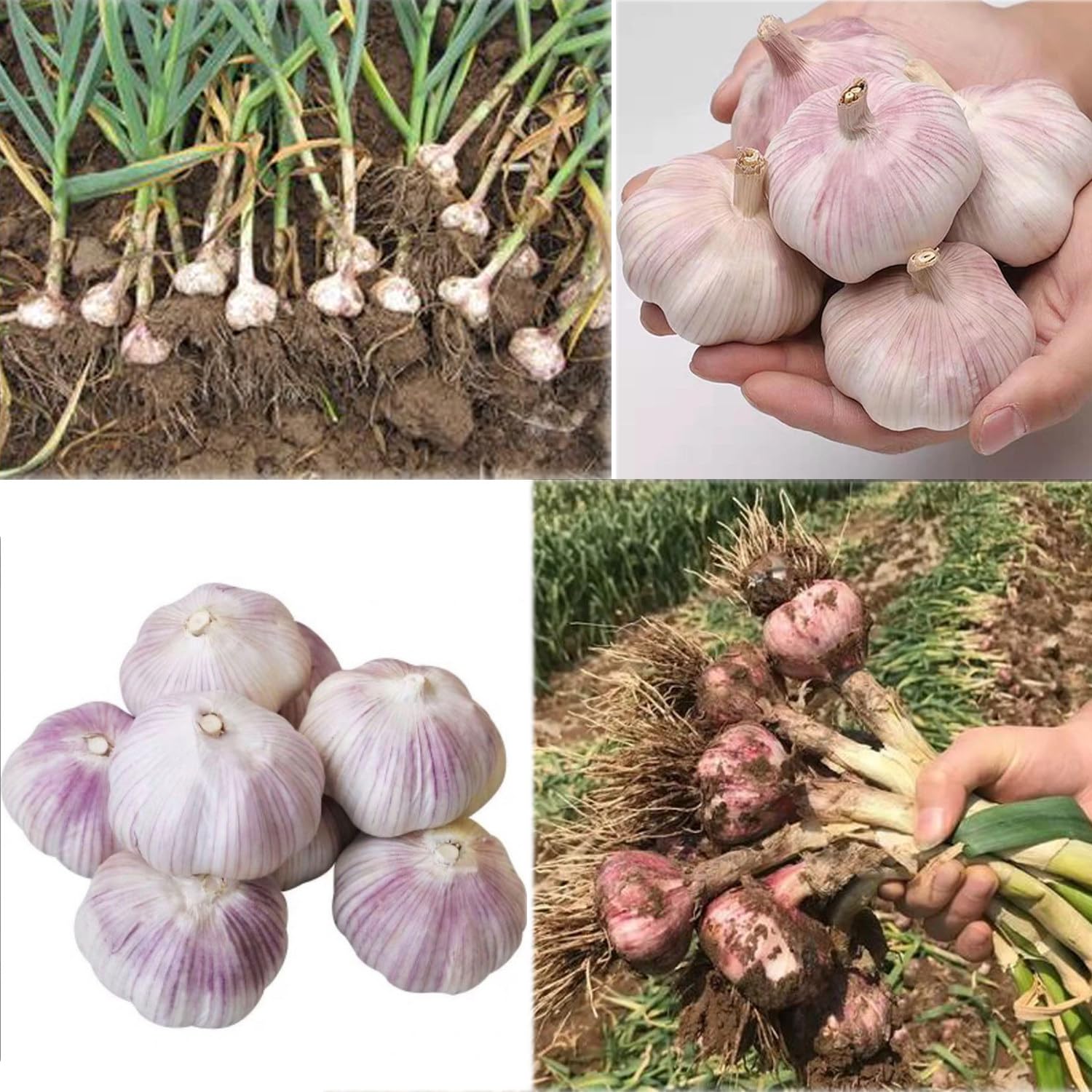 Elektrischer Knoblauch-Rhizomschneider, beidseitiger Knoblauch-Wurzelstammschneider, Knoblauch-Wurzelschneider, Bart und Wurzeln schneiden, für Knoblauch/Zwiebel/einzelnen Knoblauch