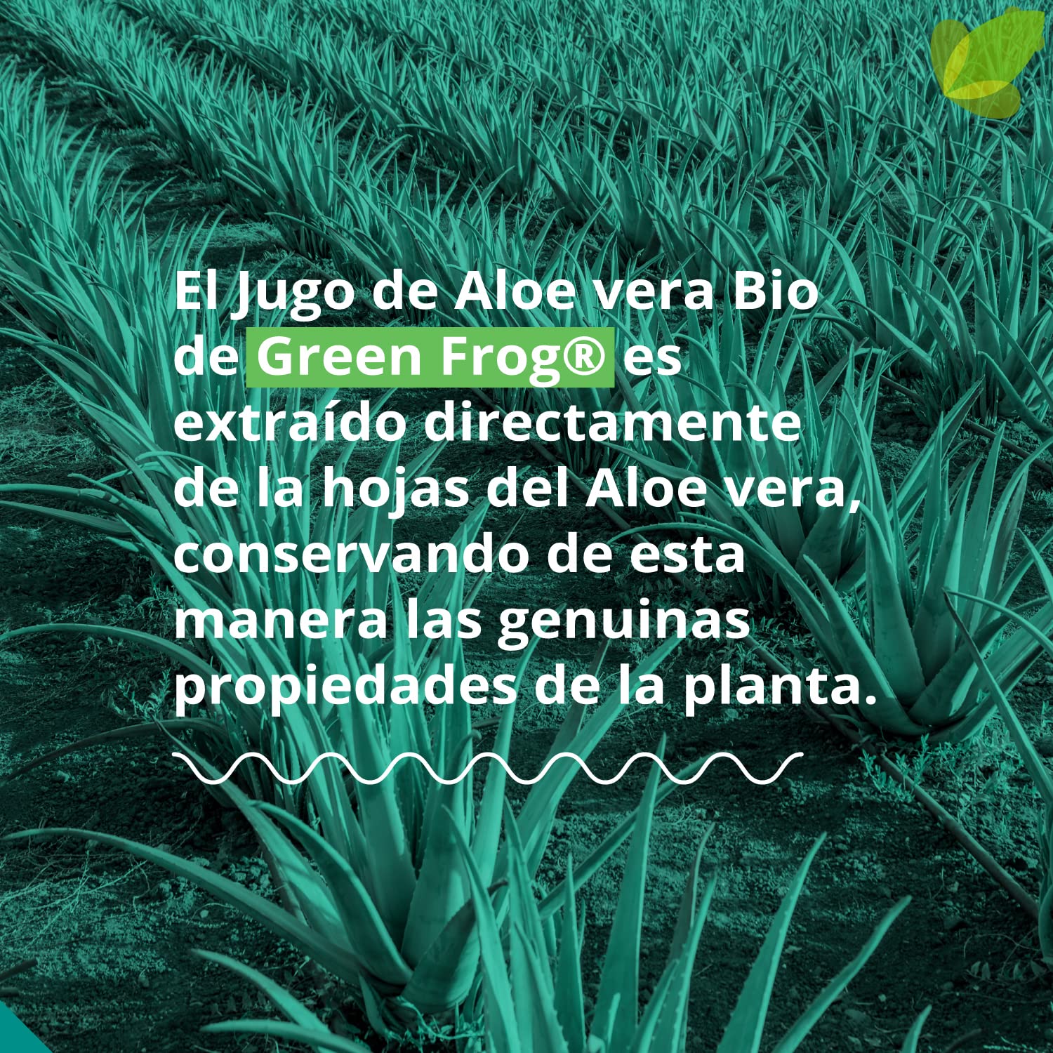 Green Frog - Bebida de Aloe Vera Puro con Pulpa (99,8%) - 1 Litro - Certificado Bio Europeo - 100% Ecológico - Libre de Aloínas y Azúcares - Rico en Vitaminas y Aminoácidos