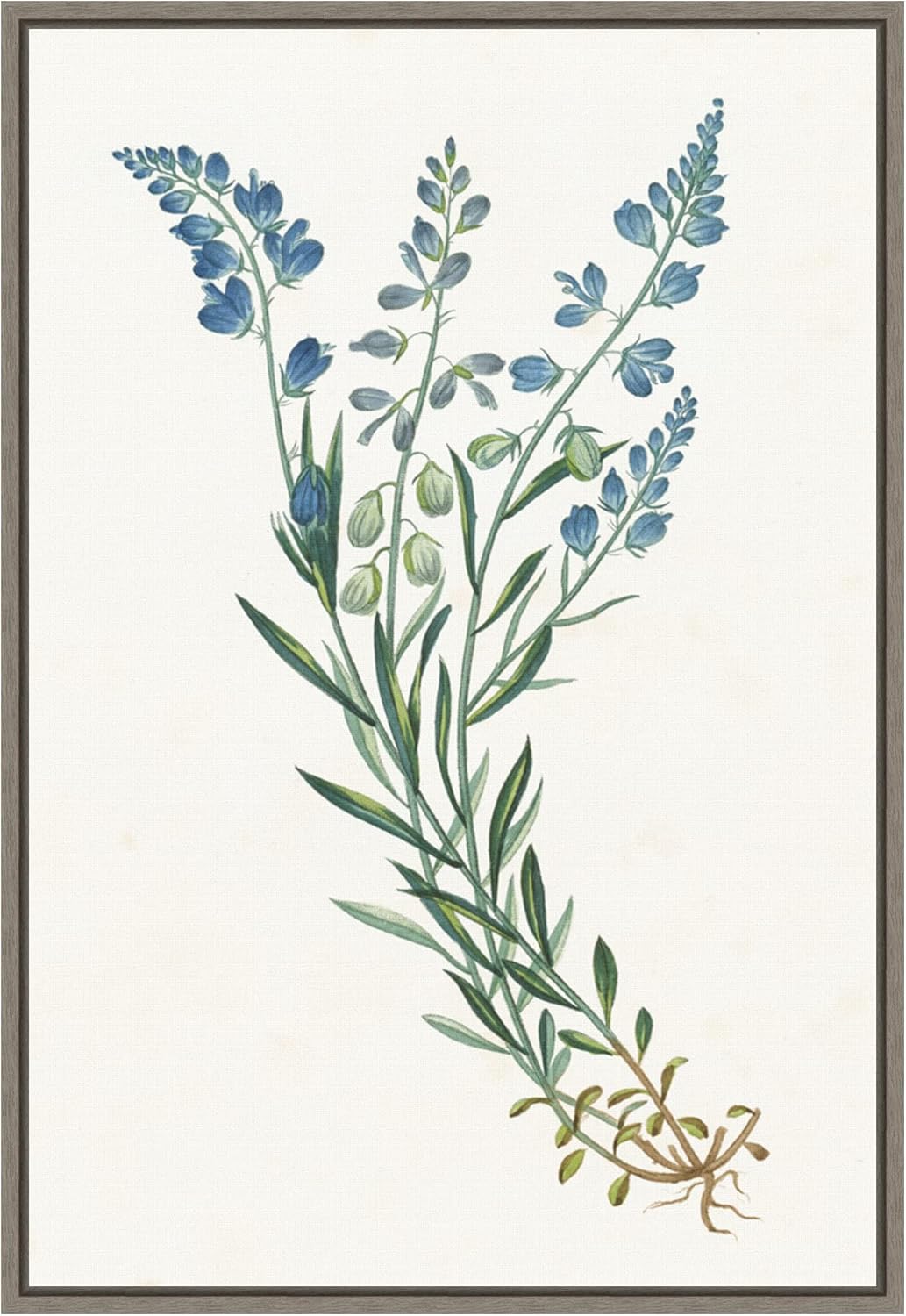 Amanti Art Framed Canvas Wall Art 23x16 Polygala on White by Wild Apple Portfolio, Framed Wall Art Canvas, Flowers Artwork, Modern Decor, Medium Poster Painting for Living Room, Bedroom, Bathroom,