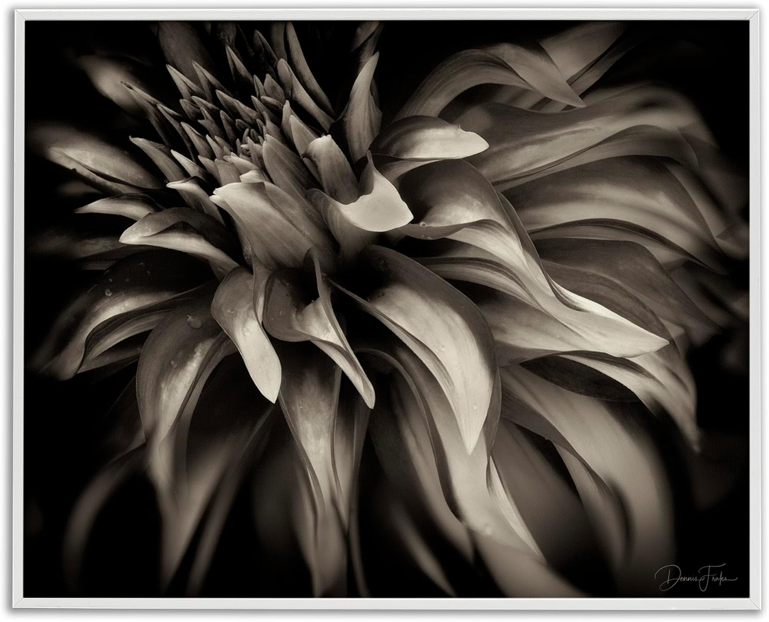 Stupell Industries Dark Curling Chrysanthemum Framed Giclee Art Design by Dennis Frates