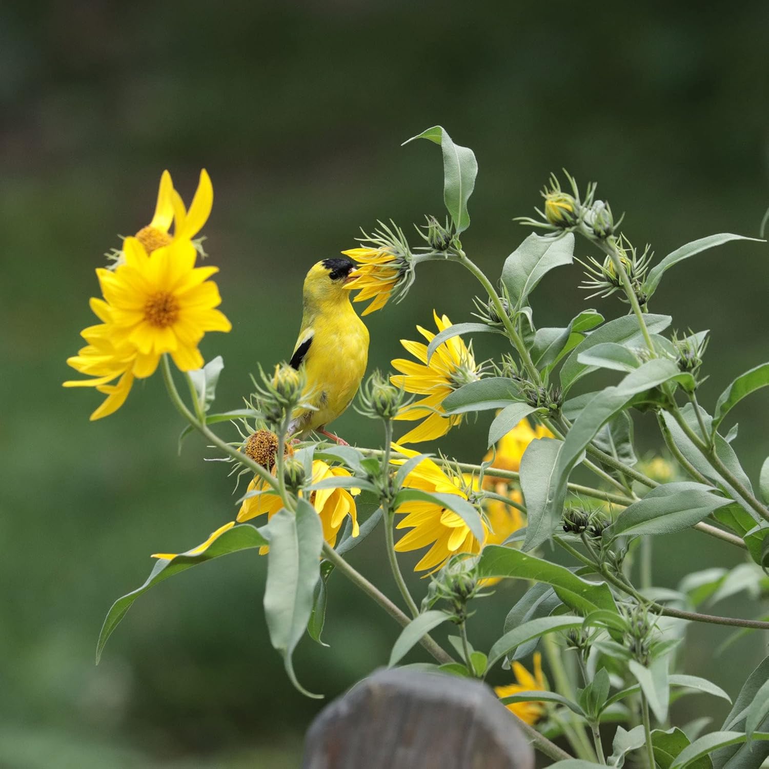 Eden Brothers Sunflower Seeds - Maximilian