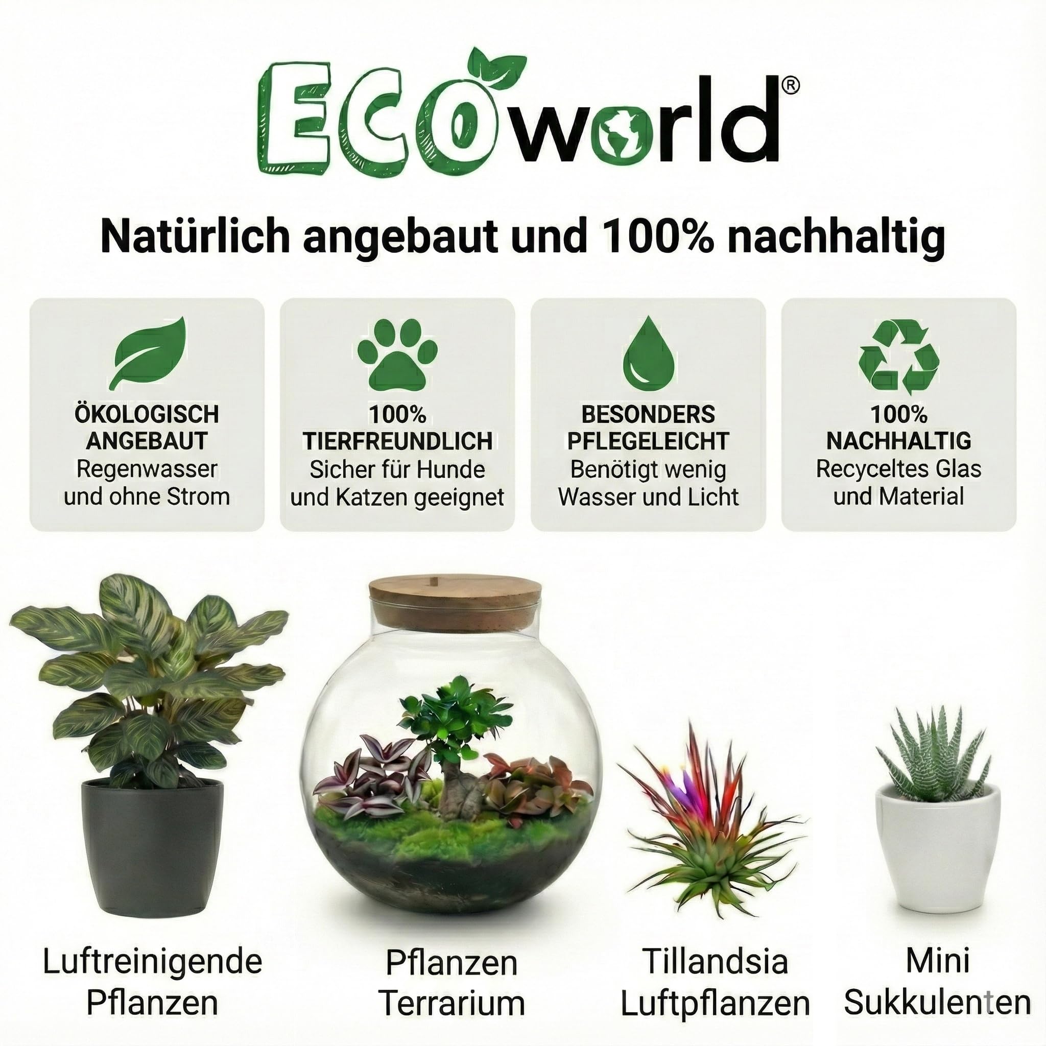 Set Plantes Dépolluantes 6 Pièces avec Pots Décoratifs Anthracite Ø12 cm Hauteur 30-40 cm