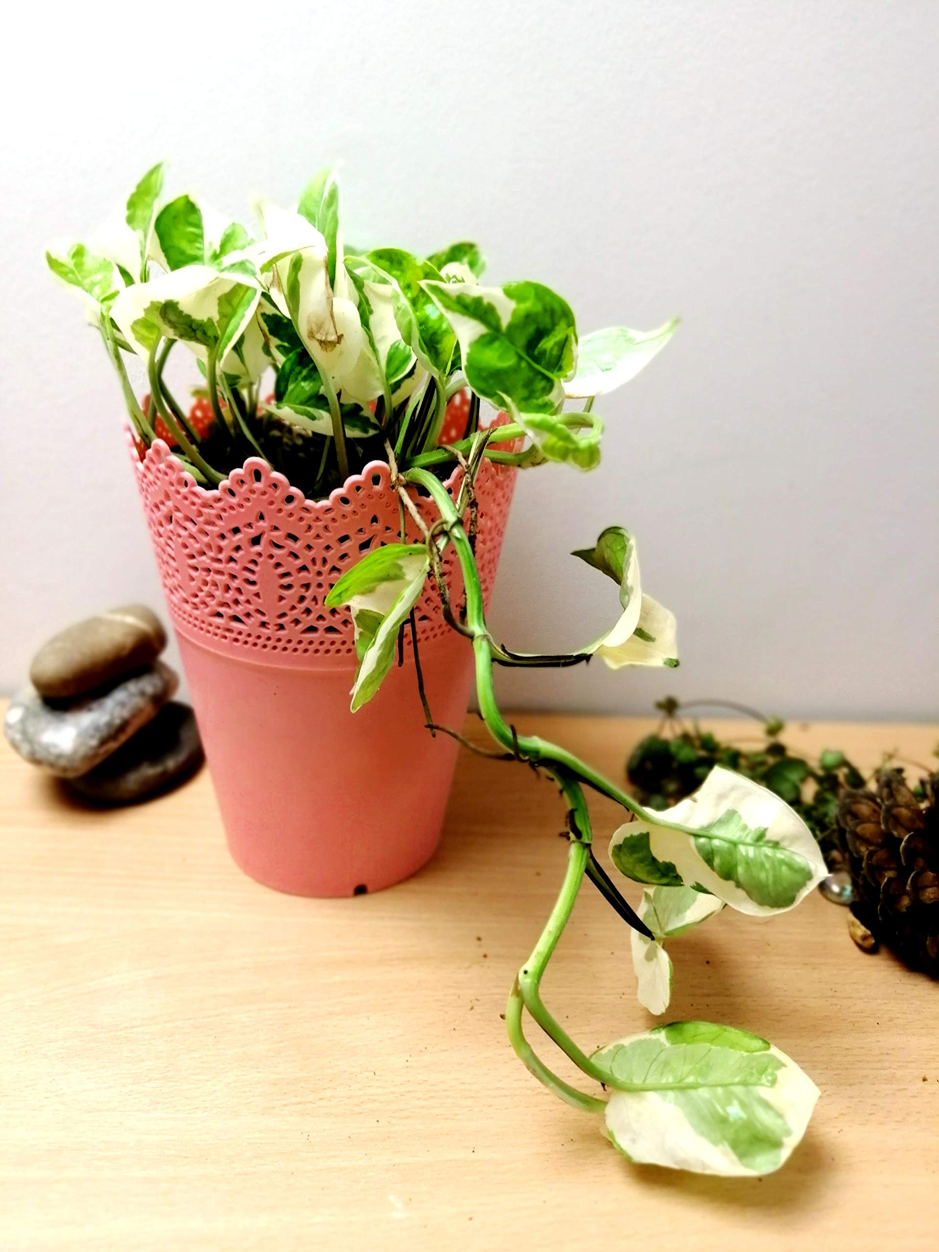 Easy Plants® Devil's Ivy Golden Pothos Ivy Arum Plant in Pink Floral Pot