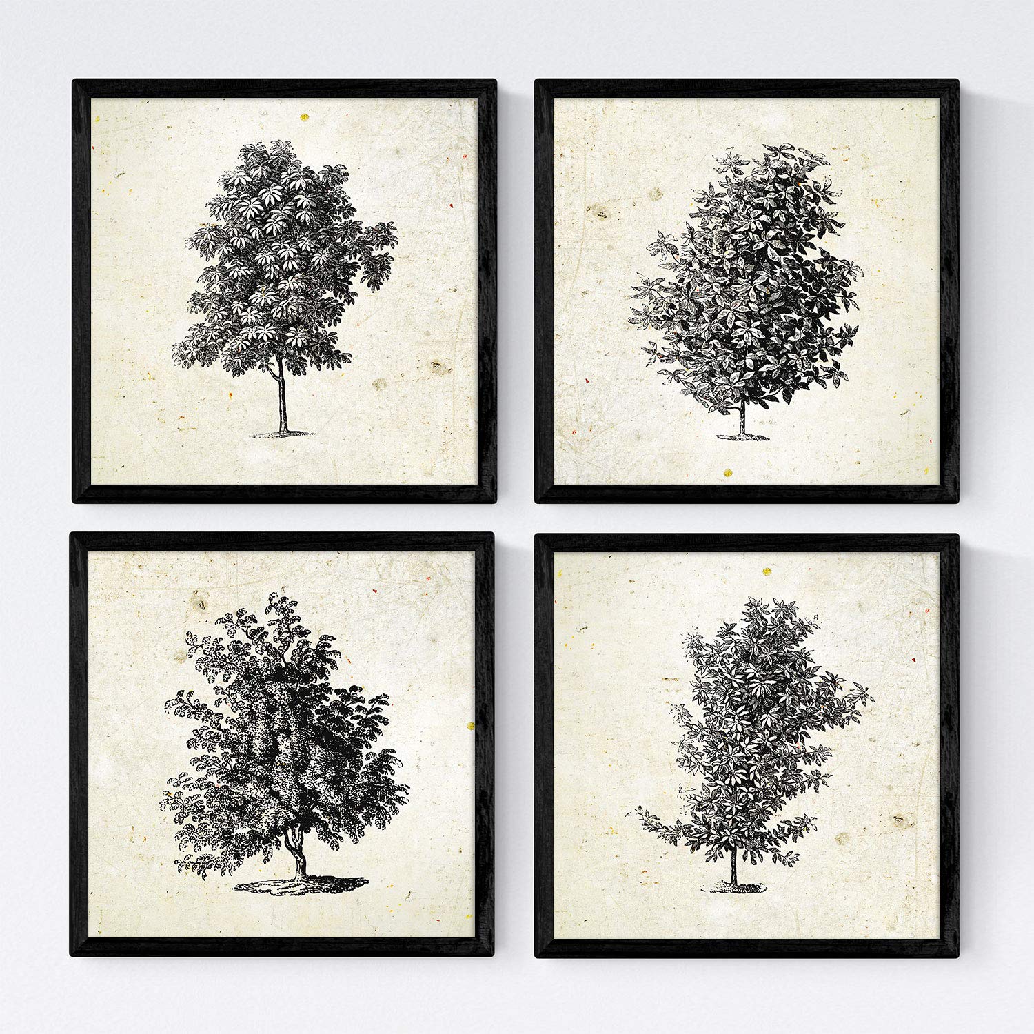 Nacnic Set de cuatro láminas con marco de arboles. Arboles ramas frondosas en tamaño 30x30 cm, fondo papel antiguo vintage Con marco