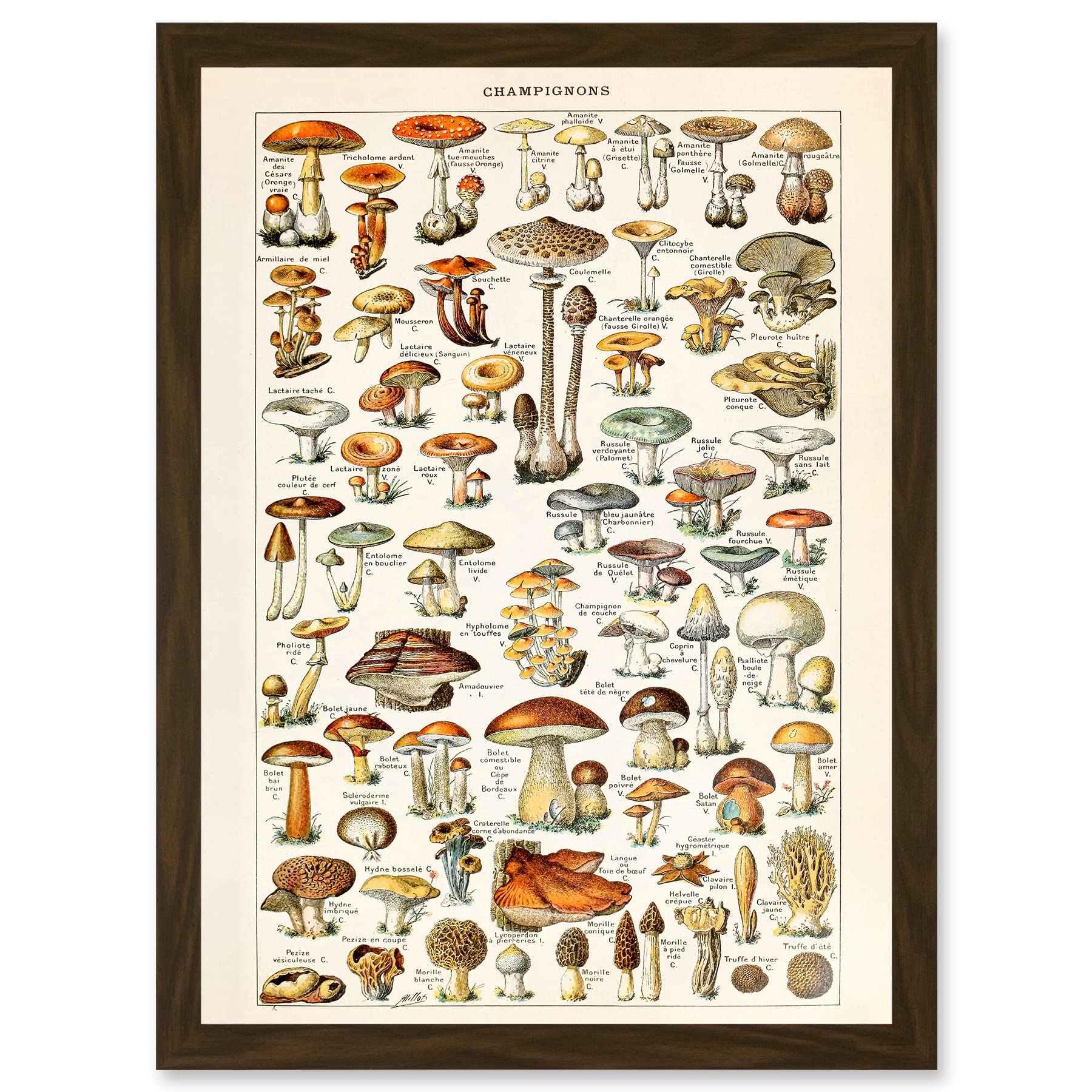 Artery8 Mushrooms Fungus Champignons A4 Artwork Framed Wall Art Print