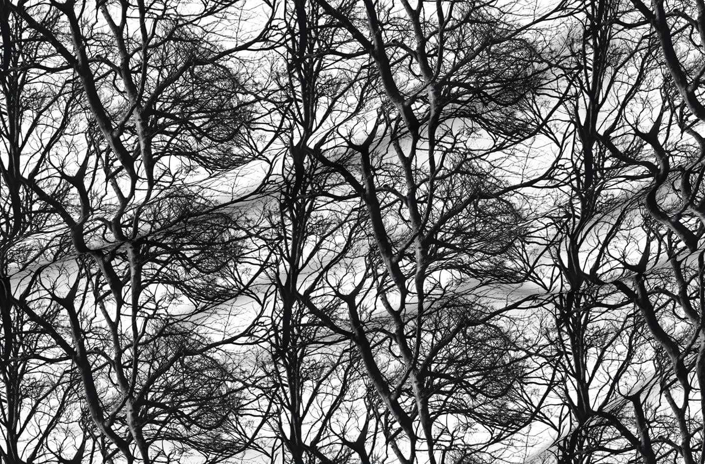 Spoonflower Fabric - Tree Lace Black White Trees Branches Wood Woodland Abstract Woods Printed on Organic Cotton Sateen Fabric by The Yard - Sewing Quilting Apparel Home Decor