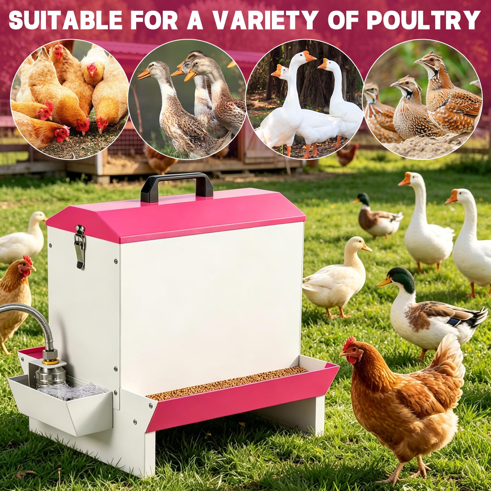 Alimentador automático 2 en 1 para aves de corral, comedero de metal por gravedad con bebedero, bandeja de alimentación de doble cara para pollos, patos, gansos, portátil con mango y candado