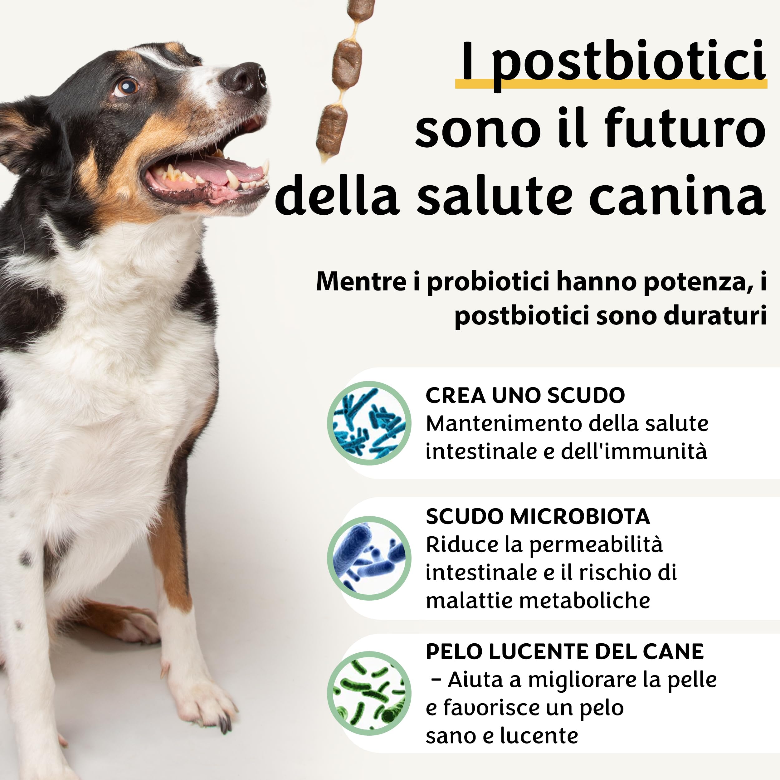 Belly Champ - Natürliche Hundeleckerlis mit Postbiotika & Wildlachs für Hunde bei Verdauung, Juckreiz, Kratzen, Pfotenlecken und Grasfressen, 60 Kausnacks