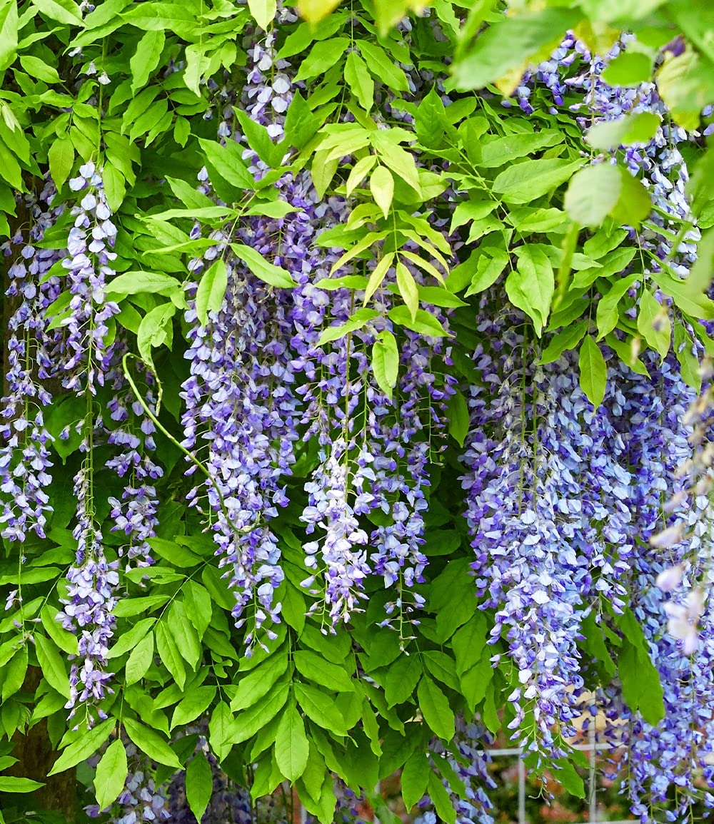 BALDUR Garten Blauregen Blue Moon Pflanze 2 Liter-Topf winterhart bienenfreundlich Kletterpflanze Wisteria macrostachya