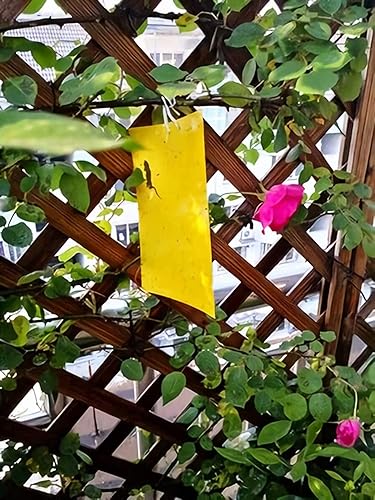 Miniatura 6 de Trapro trampas adhesivas amarillas para insectos voladores para mosquitos de los hongos áfidos moscas blancas minadores arañuelas y otros insectos
