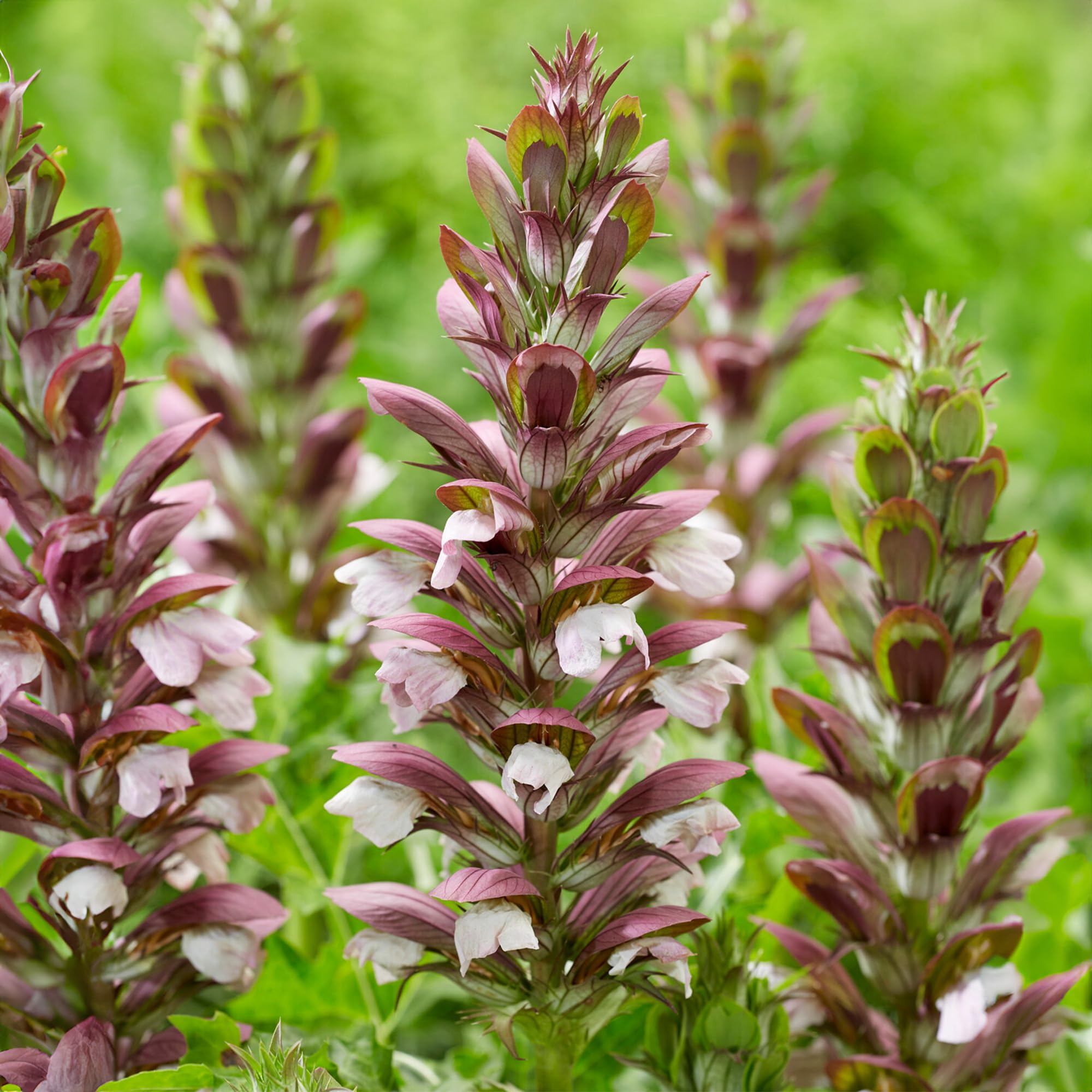 Acanthus White Lips - Hardy Outdoor Flowering Perennial Plant for Gardens and Patios - Vibrant Blooms in Pot (3 Litre Pot, 20-30cm)