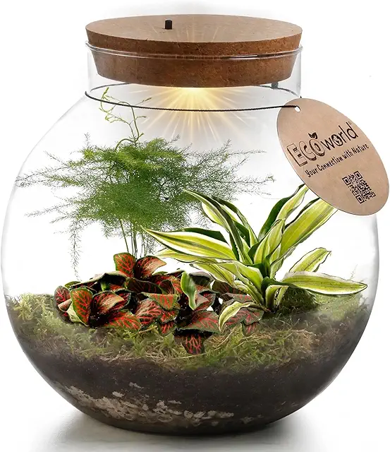 Pflanzenterrarium mit Licht - Glas Terrarium Set mit 3 Mini Pflanzen