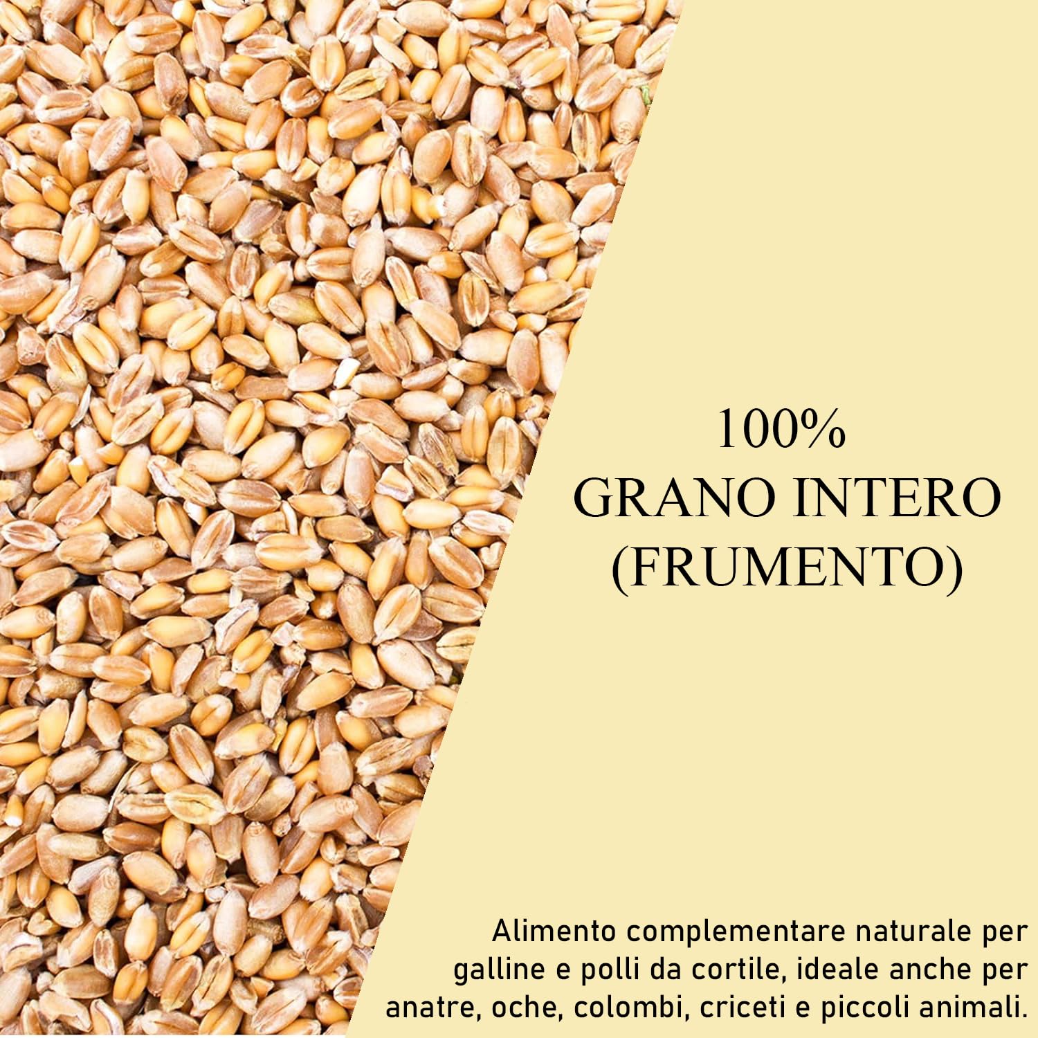 pszenica dla kur i drobiu 10kg – pełne ziarno pszenicy | pasza dla kur, kurcząt, chomików, myszoskoczków i ptaków | Frumento Intero do drobiu przydomowego | opakowanie 10kg