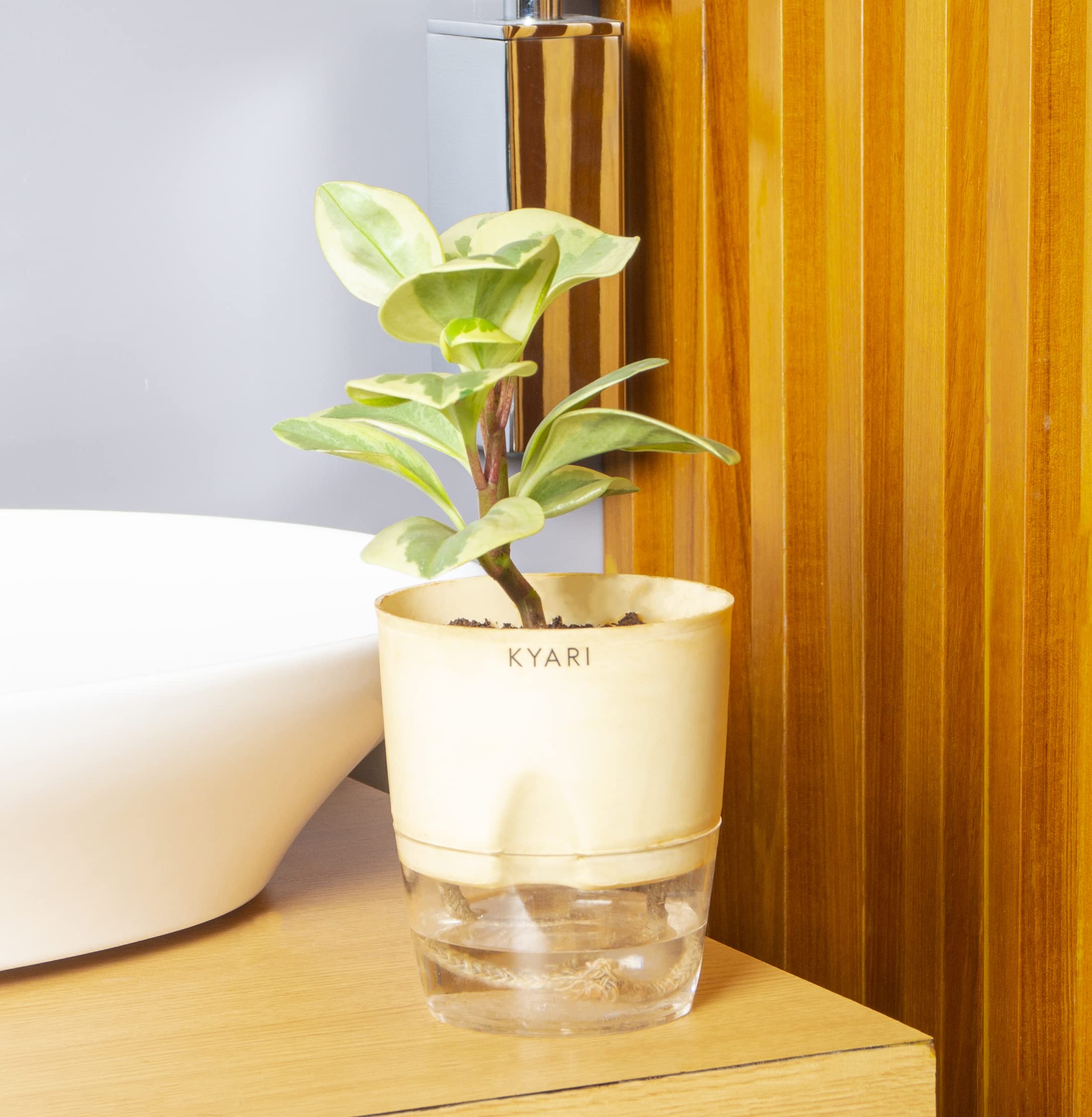 KYARI Pepperomia Variegated Indoor Plants for Living Room | Live Plants | Plants with Cream Self Watering Pot for Home | Air purifier plants | Plants for Home Decor | Plants for Garden & bedroom (B0BD82NH1S) Amazon Price History, Amazon Price Tracker