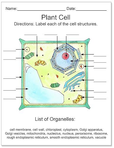 Miniatura 4 de Plant Cell Structure Classroom Poster. Inspirational and Motivational Poster. Fine Art Paper, Laminated, or Framed. Multiple Sizes Available