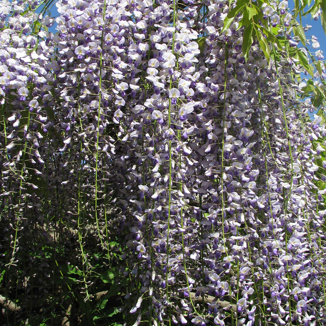 Wisteria Floribunda 'Multijuga'- Glycine du Japon 'Multijuga' 50-60 cm en conteneur