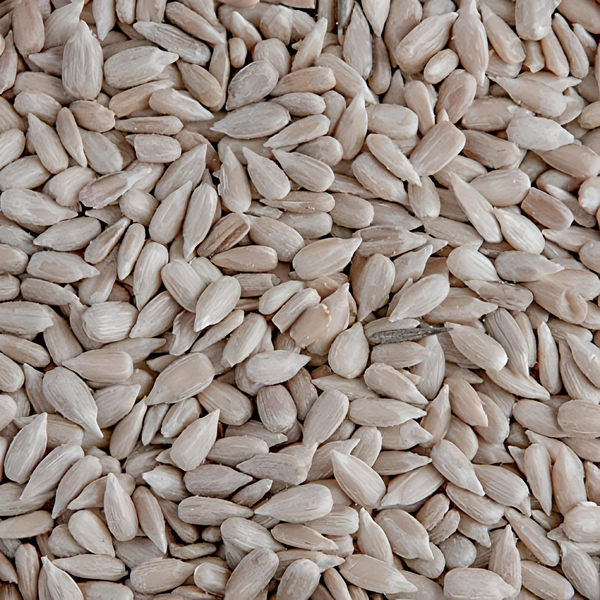 Leagrams Premium Sunflower Hearts (Sunflower Kernels) for Wild Birds – No Mess, High Oil, Bakery Grade High-Energy Feed (15kg) Bag
