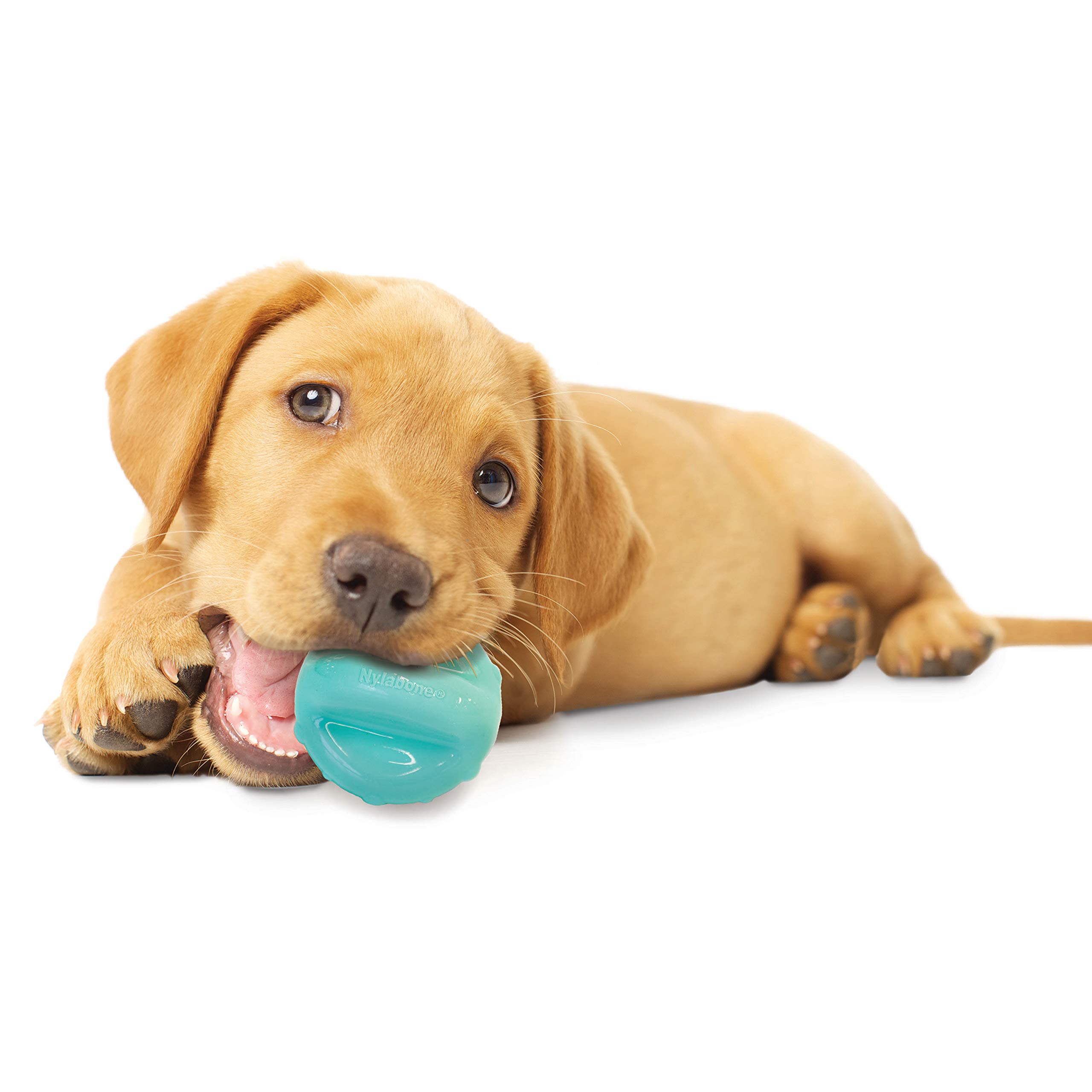 nylabone giggle ball