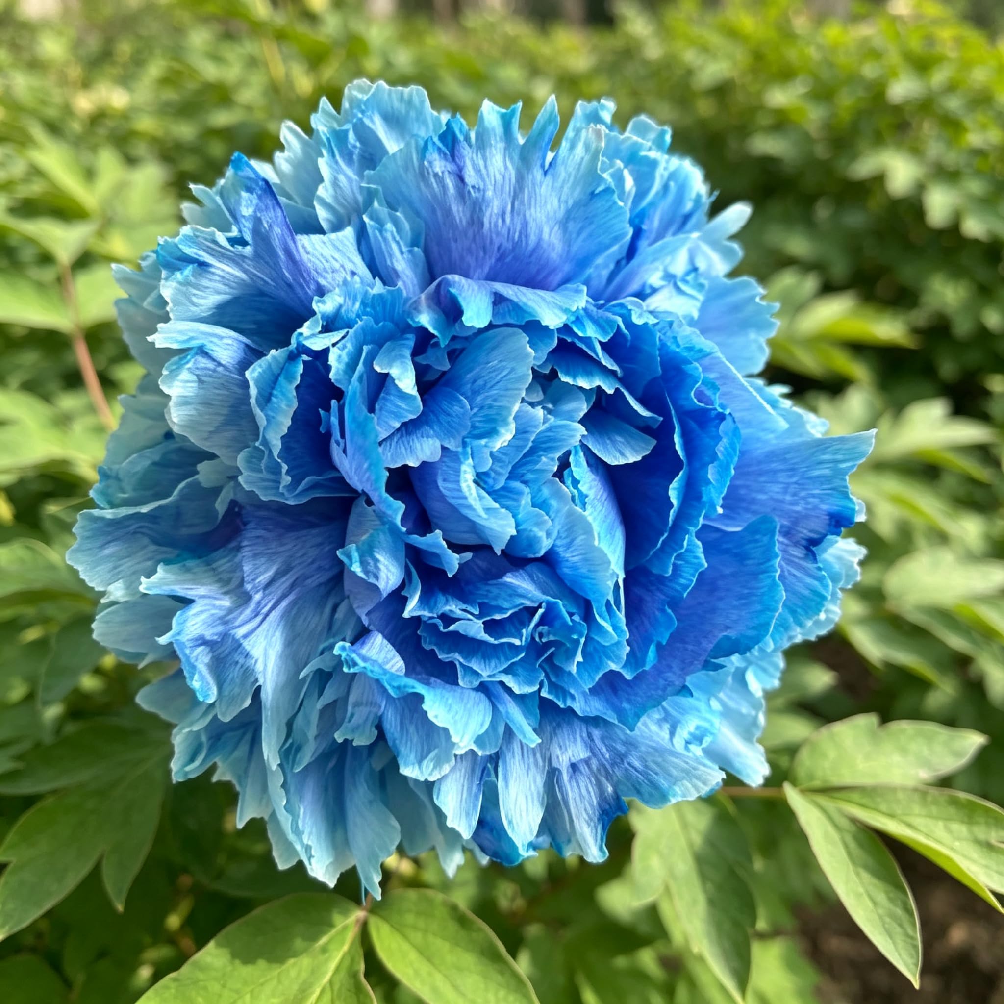Peony Seed-Hardy,Perennial Delights for Spectacular Garden Displays — image 1