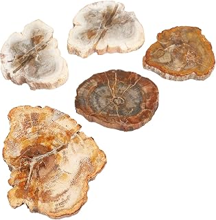 SUNYIK Pack of 5 Irregular Natural Petrified Wood Slab Slice Stone Mineral Specimen, 4 pcs 1.5"-3" & 1 pcs 3"-5"