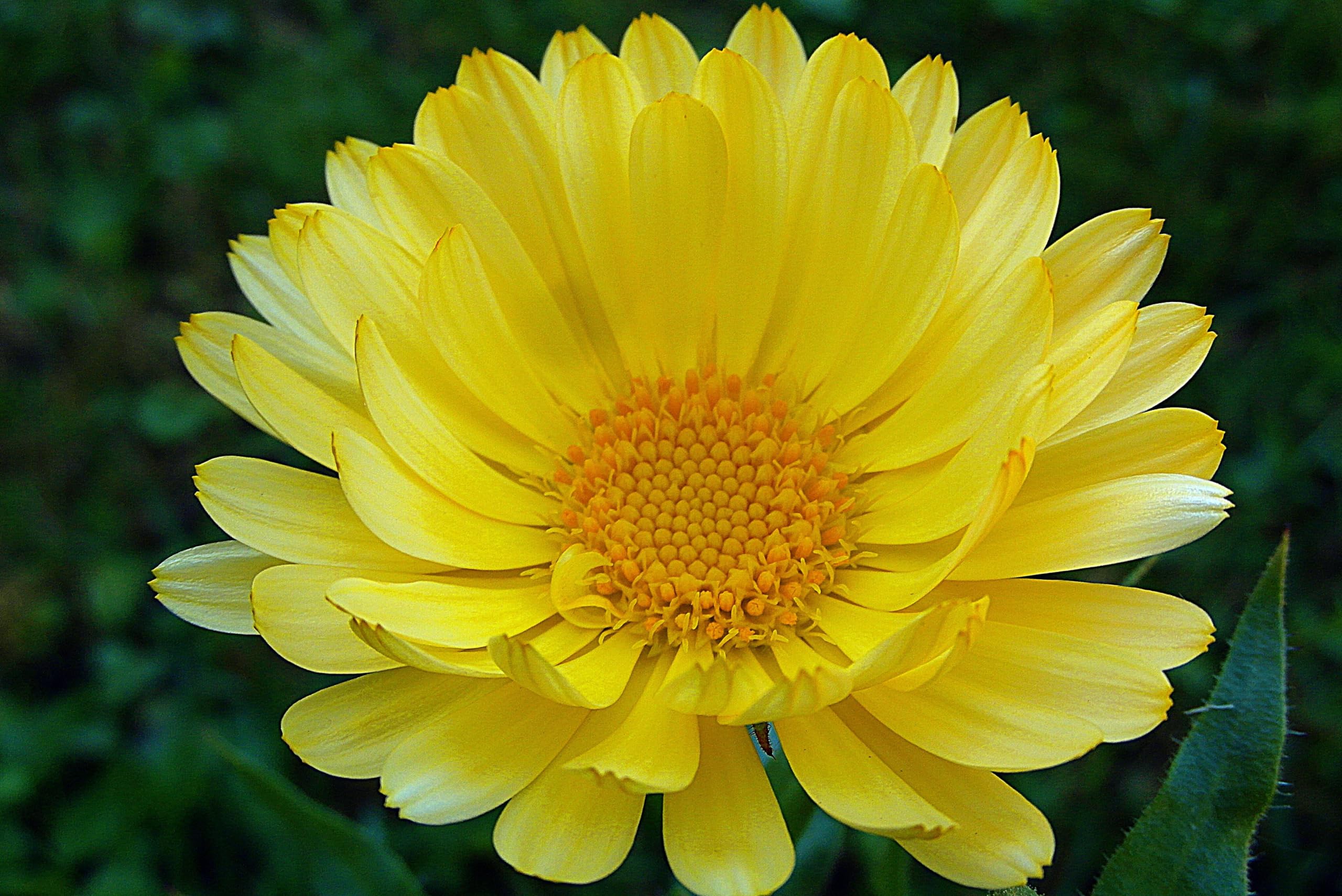Ringelblumen Mix (Calendula officinalis 'Zuchtform') Samen. ´Mit 7 verschiedenen Sorten´. Heilpflanze (20000 Samen = 140,0g)