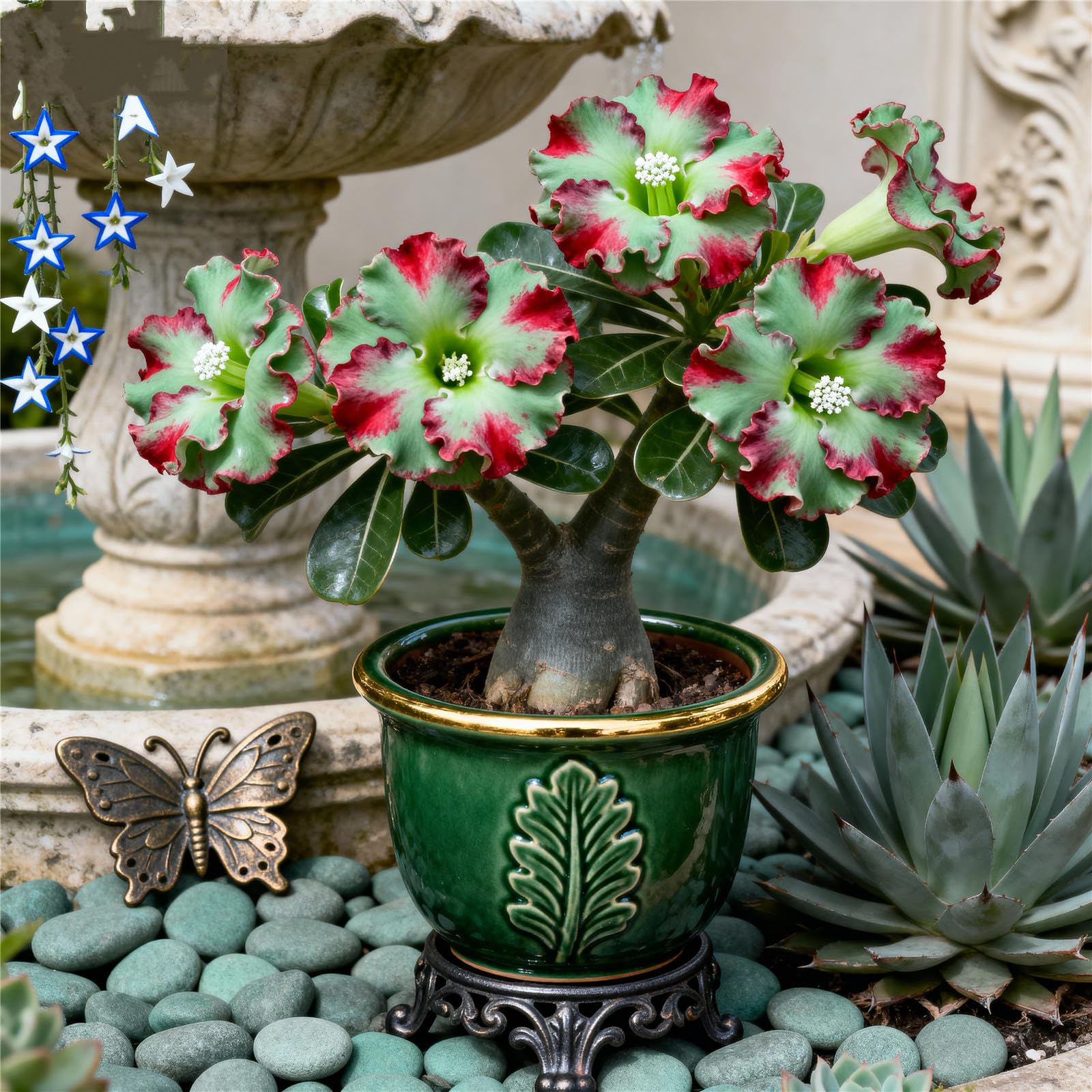 Perennial/Rare Desert Rose Plant Bulbs for Planting Now UK/Adenium/Excellent Display/Low Maintenance/Grow Fast-5bulbs-B — image 1