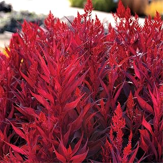 500+ Flower Seeds Plants Celosia Seeds Dragon's Breath Celosia Seeds