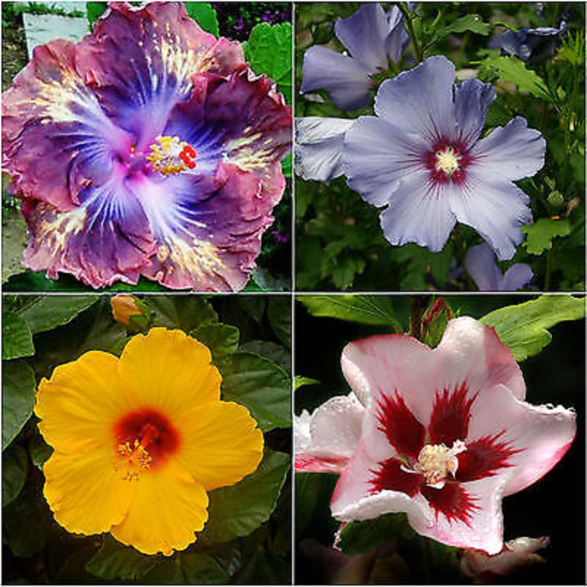 ビカクシダ willinckii Tong#1 Tuckii#1 mix select ビカクシダ