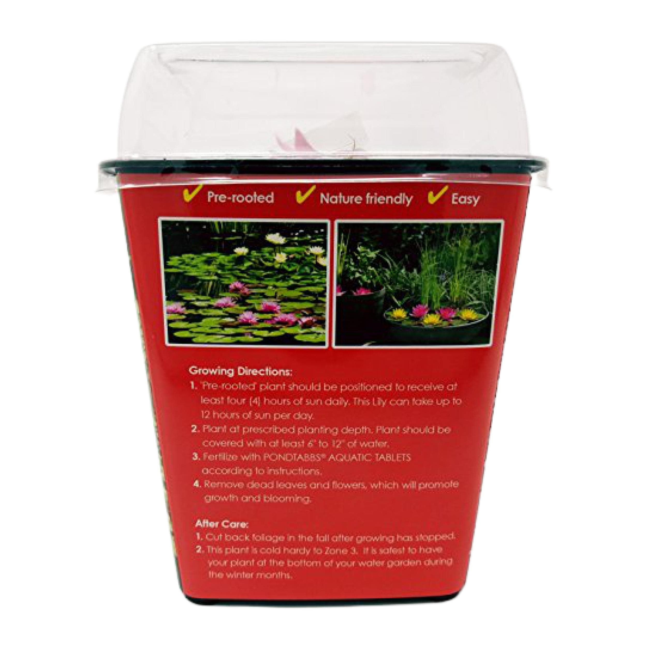 Ninfea viva, resistente e pre-cresciuta, pre-radicata, resistente, per il tuo laghetto o patio giardino d'acqua | Drop-N-Grow Convenienza - Rosso