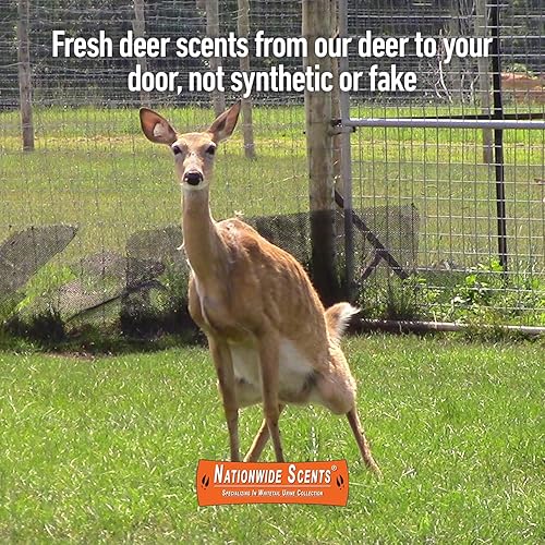 Miniatura 3 de Nationwide Scents Peak Estrus - Aroma de orina de ciervo para cazar - Atractor Doe Pee Buck para ciervos de cola - Señuelo de venado con aroma a
