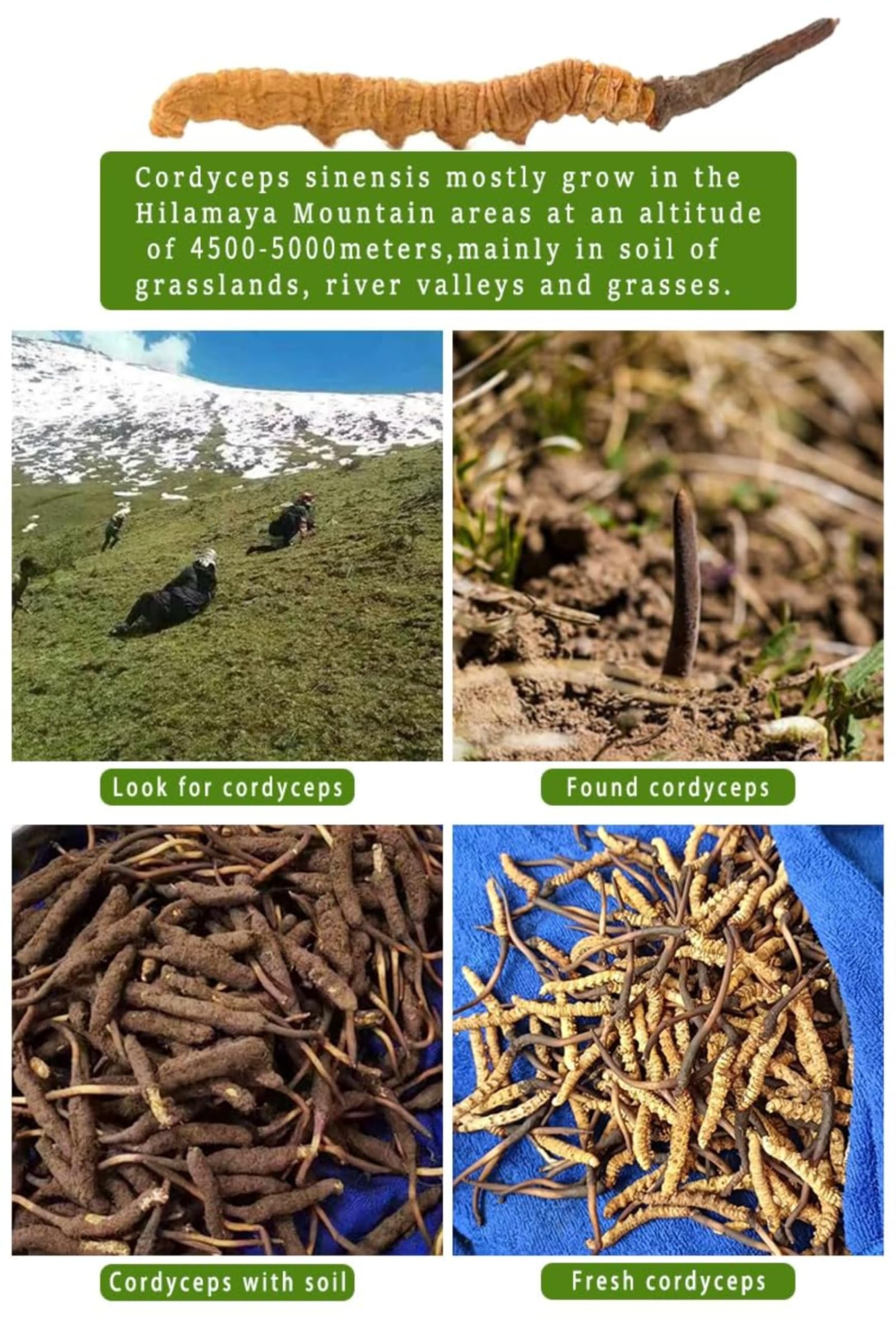 Premium Chińska Herbata Ziołowa Zdrowa Herbata Suszony Tien Cordyceps 1g / Pudełko Naturalny Surowy Cordyceps Sinensis Militaris Grzyb