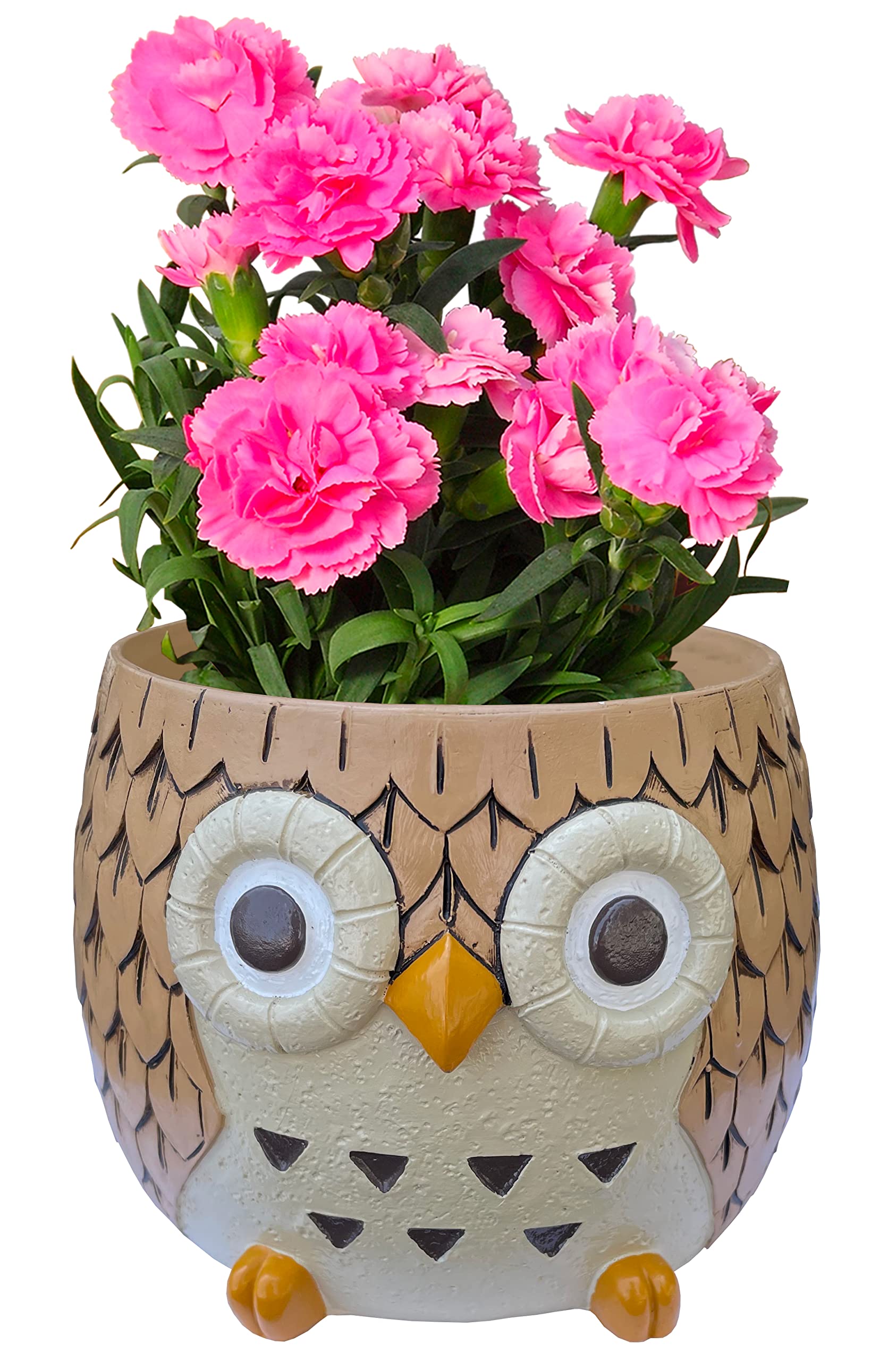 Amazon.co.jp: 花のギフト社 母の日 花 鉢植え カーネーション