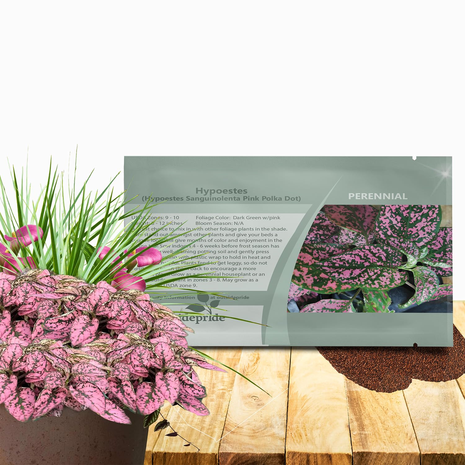 Outsidepride Pink Polka Dot Hypoestes Seed for Planting - 1000 Pcs Perennial Polka Dot Plant Seeds w/Variegated Foliage for Containers, Hanging