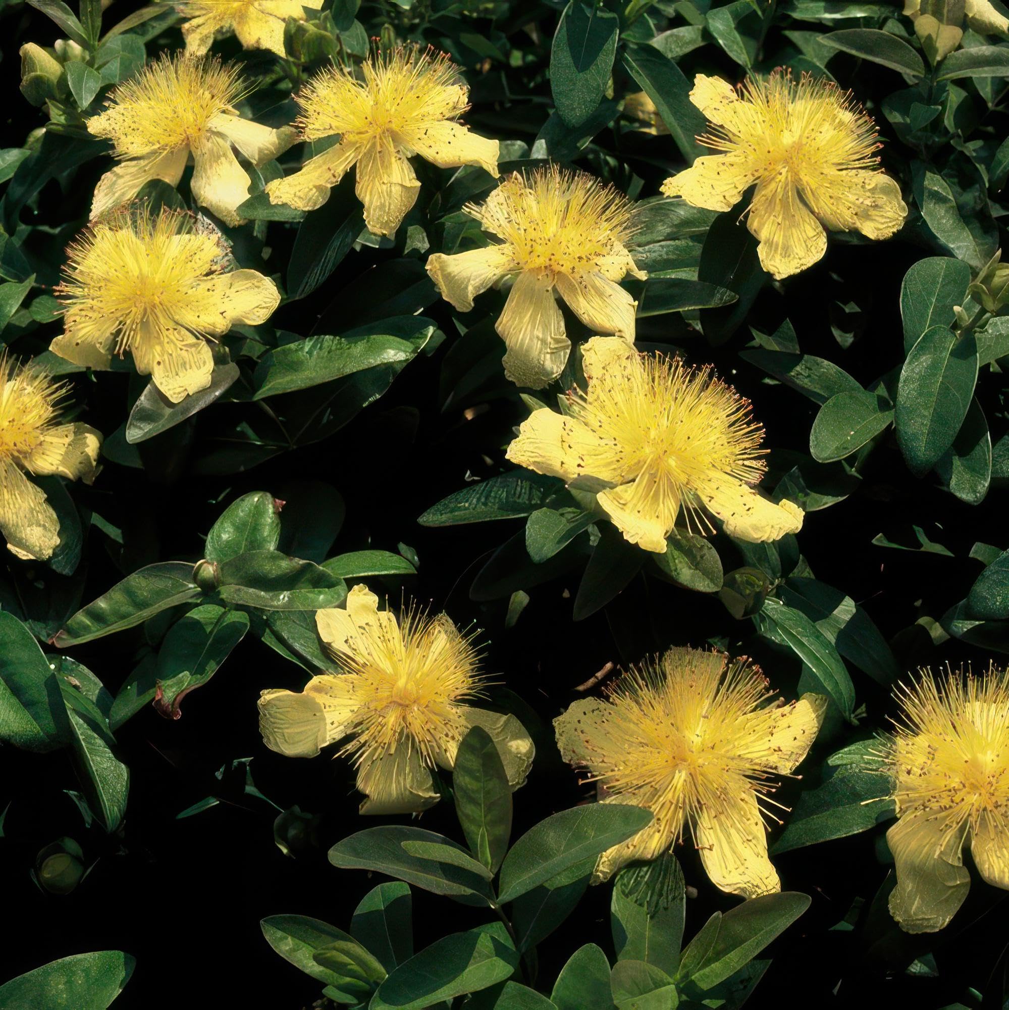 Hypericum Calycinum Tappezzante, Giardino, Giallo, Set da 6, Vaso 9 Cm
