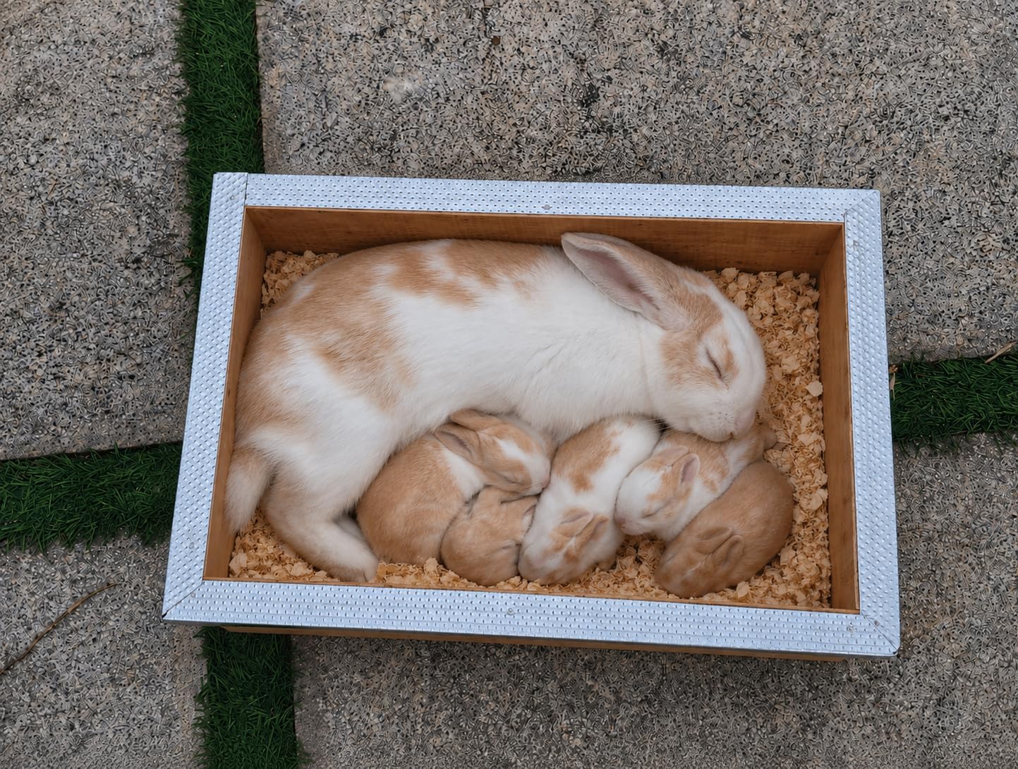 Bethlehem Rabbit Nest Box 16 x 10 x 5 Inch Wooden Breeding Box | Comfortable Nesting House for Bunny Kits, Durable, For Small Animal Farming-picture-11