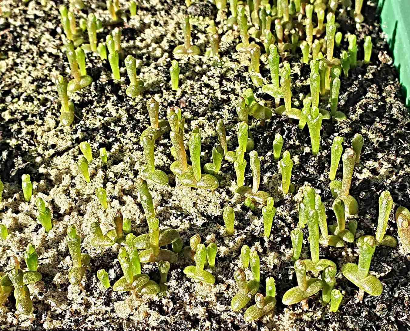 Meeresspargel Samen, Salicornia, Queller, Zeekraal, sehr lecker (10.000 Samen)