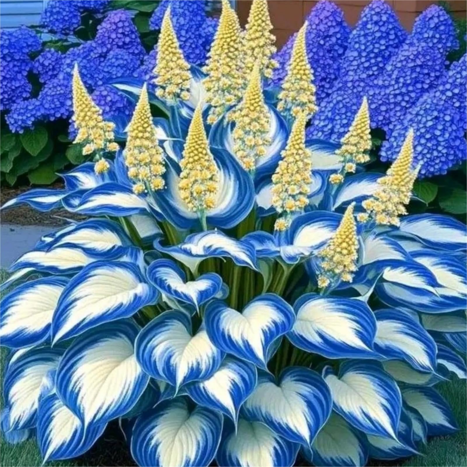 Cold-Resistant hosta bulbo,fácil de cultivar,Home Decoration-Beautiful Gift Garden-Bloom Year After Year-Iridescence-(Non-Artificial).-15Hosta-F